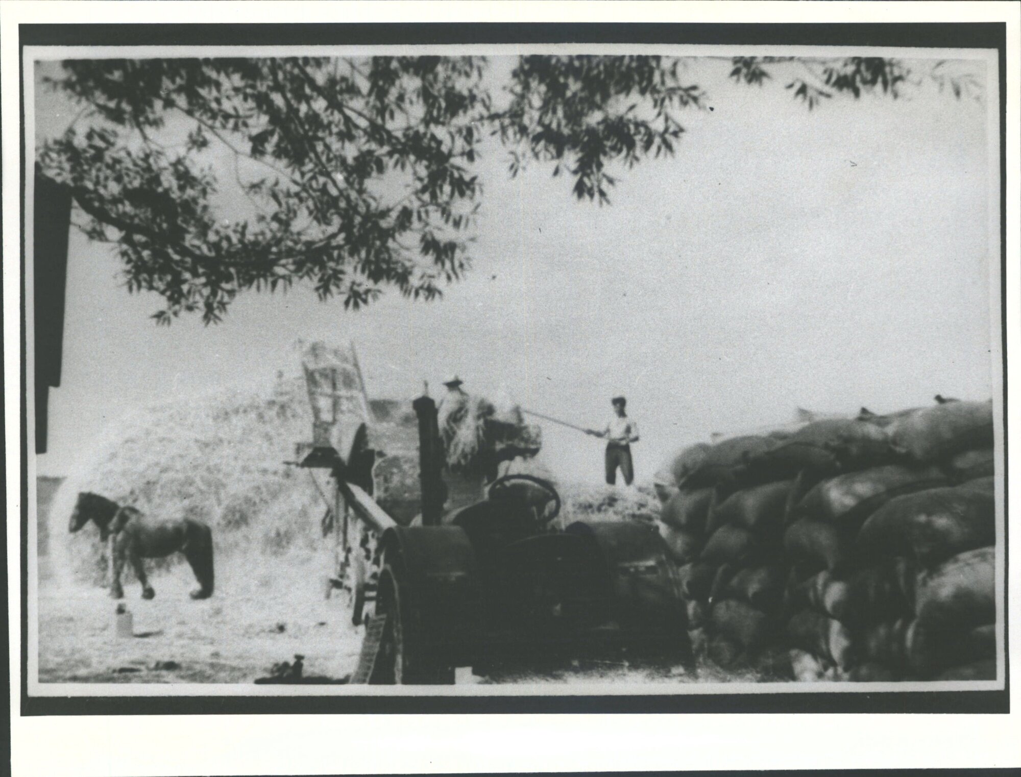 N. 40 Tractor - Oat harvesting