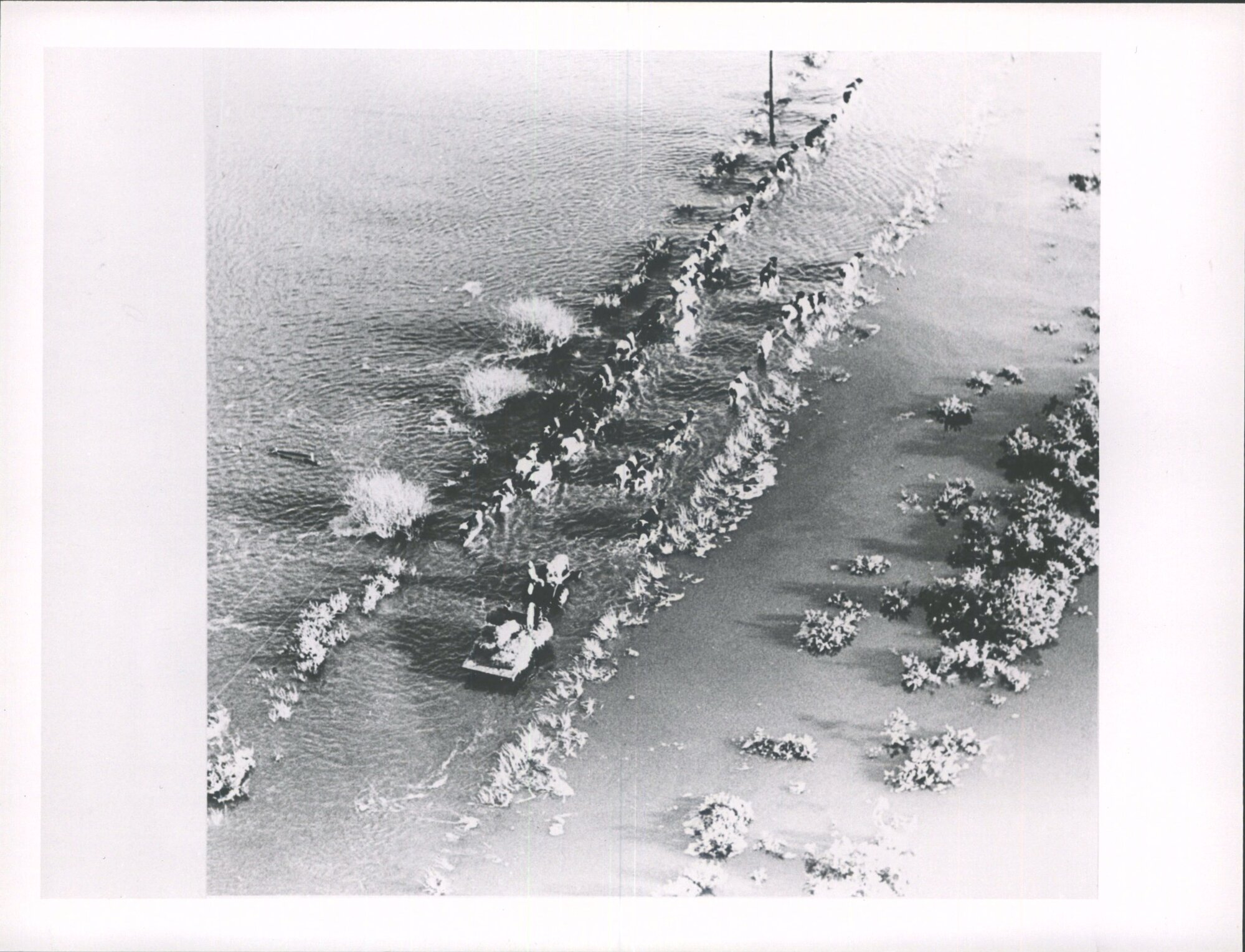 Aerial photograph of farmer herding stock through floodwater