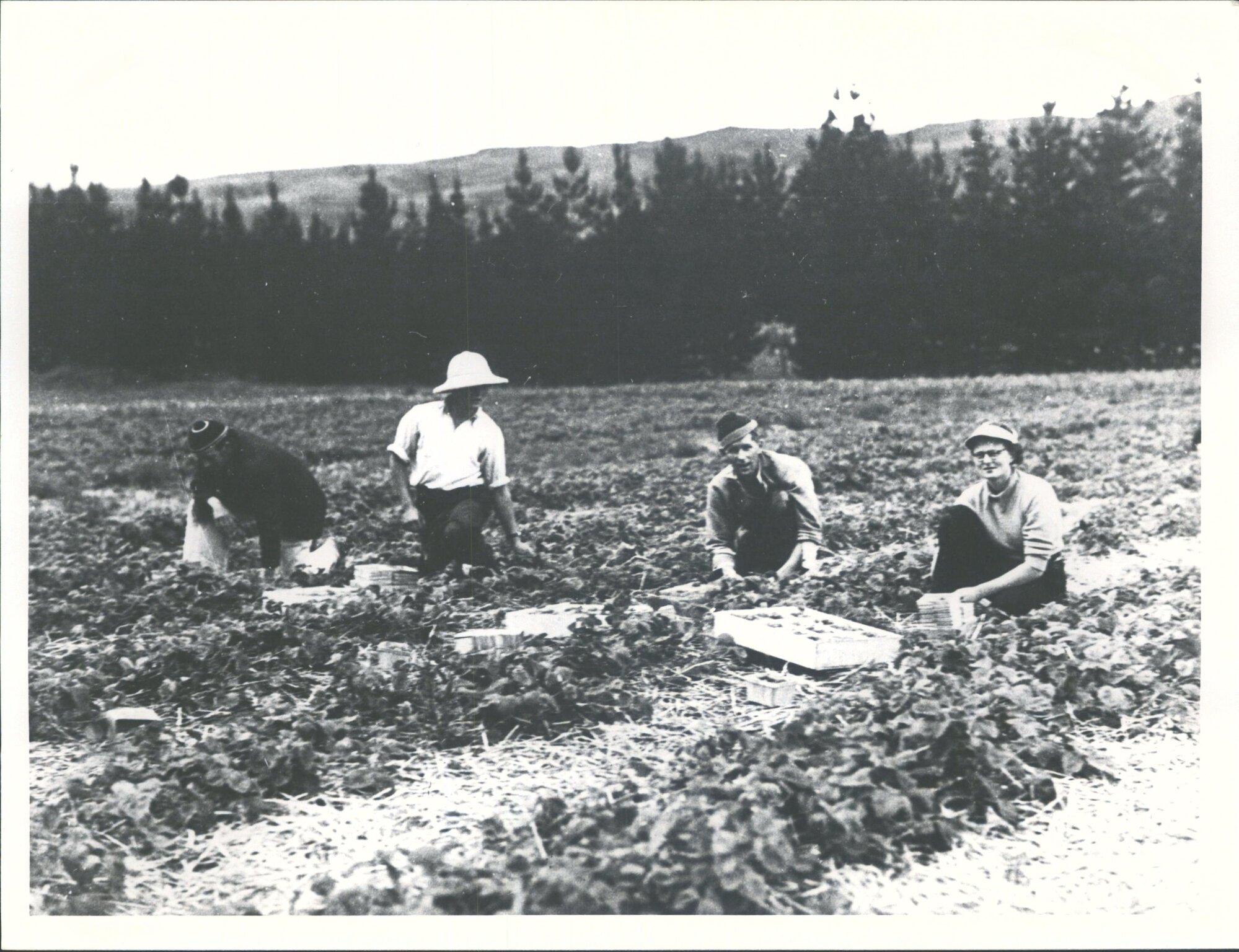 Strawberry Picking