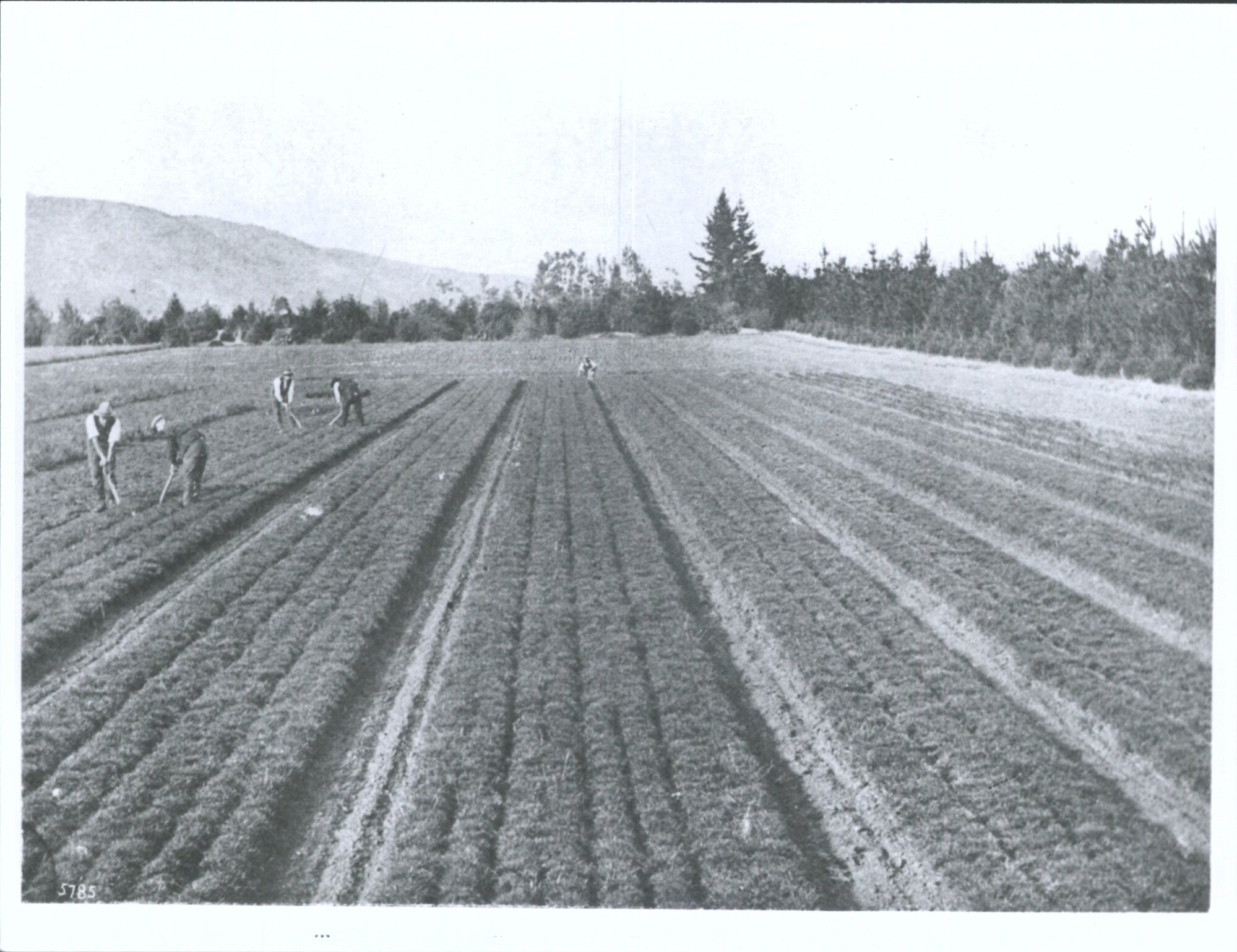 New Zealand Forest Service Nursery - Two year old seed beds