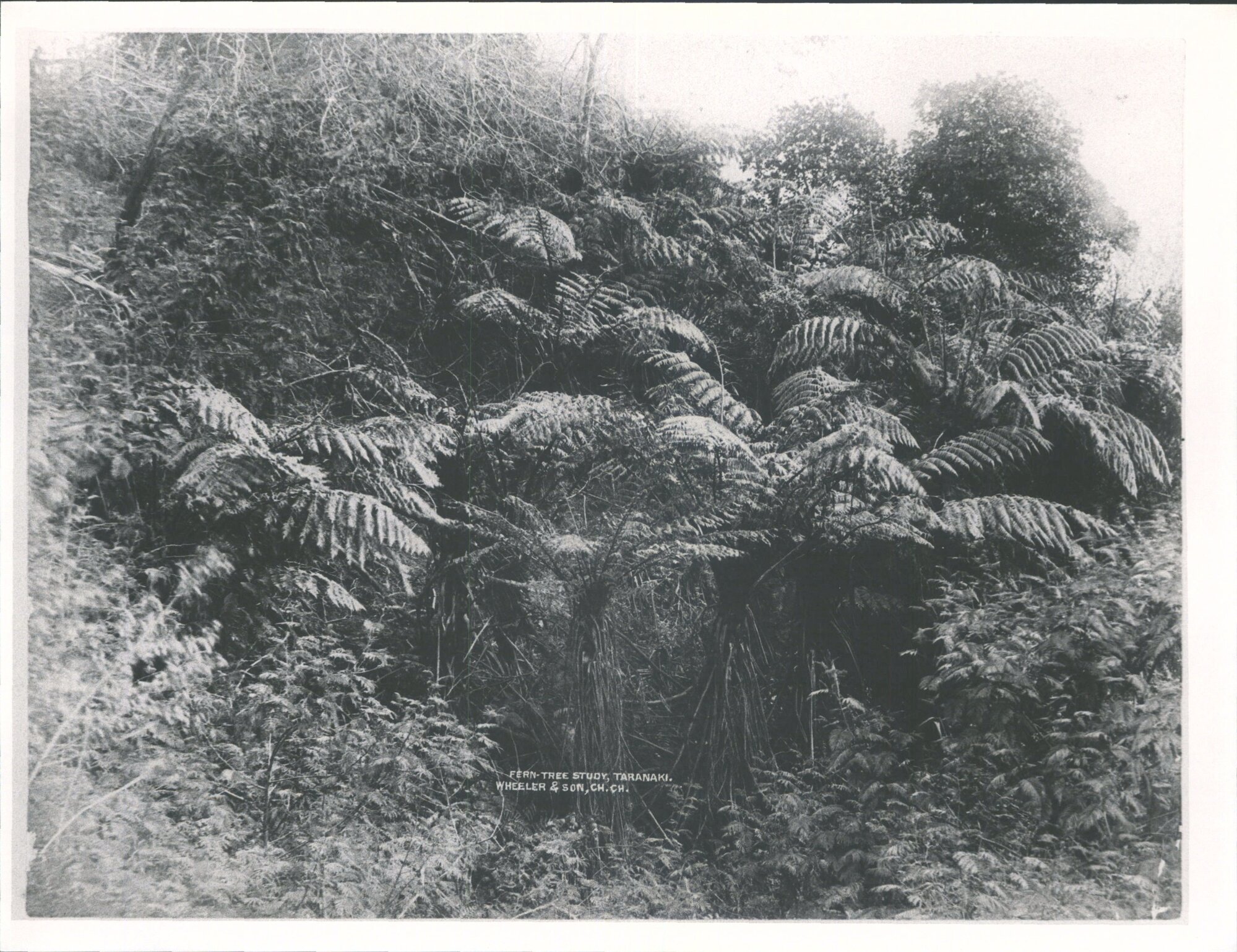 Fern-Tree Study, Taranaki