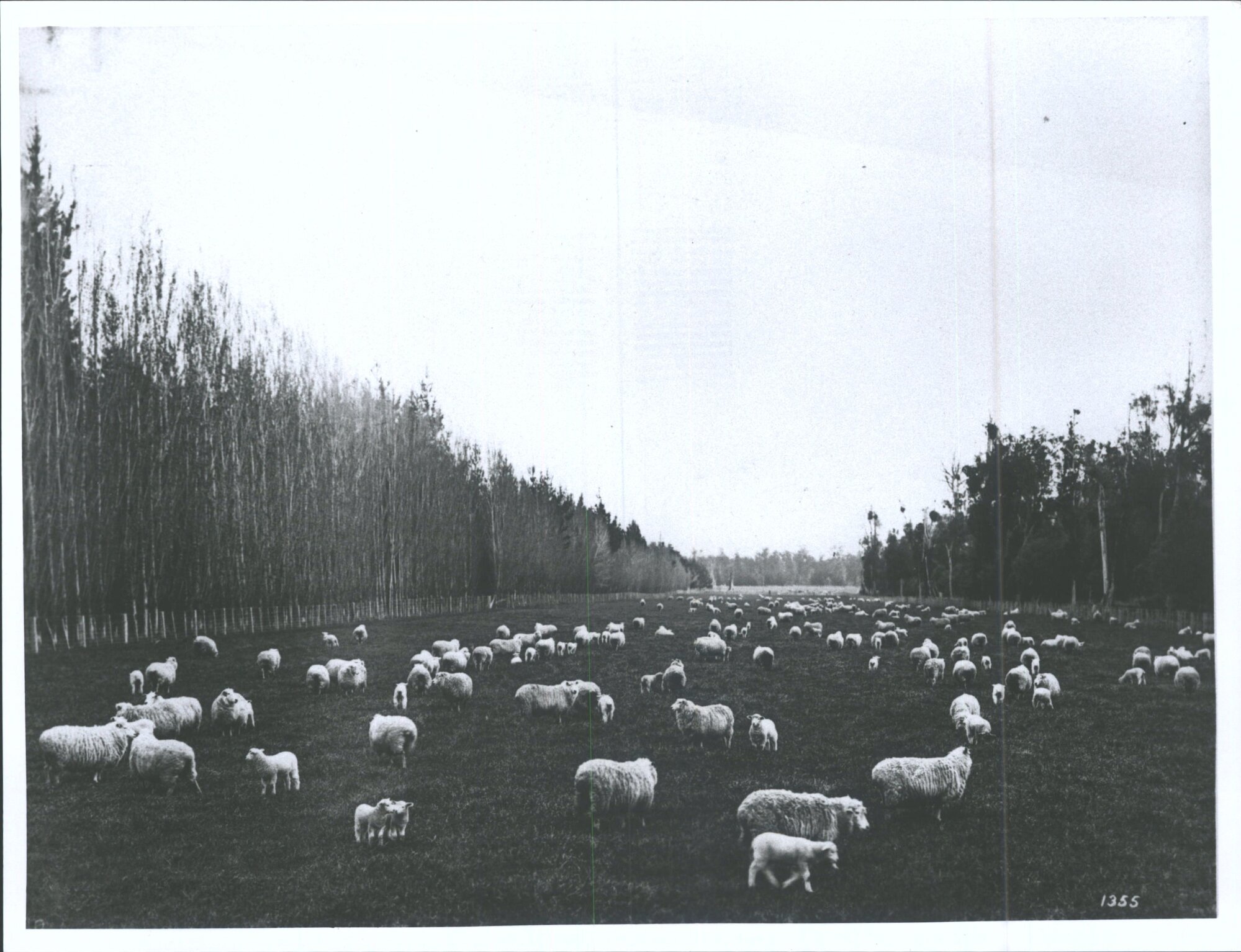 Romneys at Weraroa Experimental Farm, North Island, New Zealand