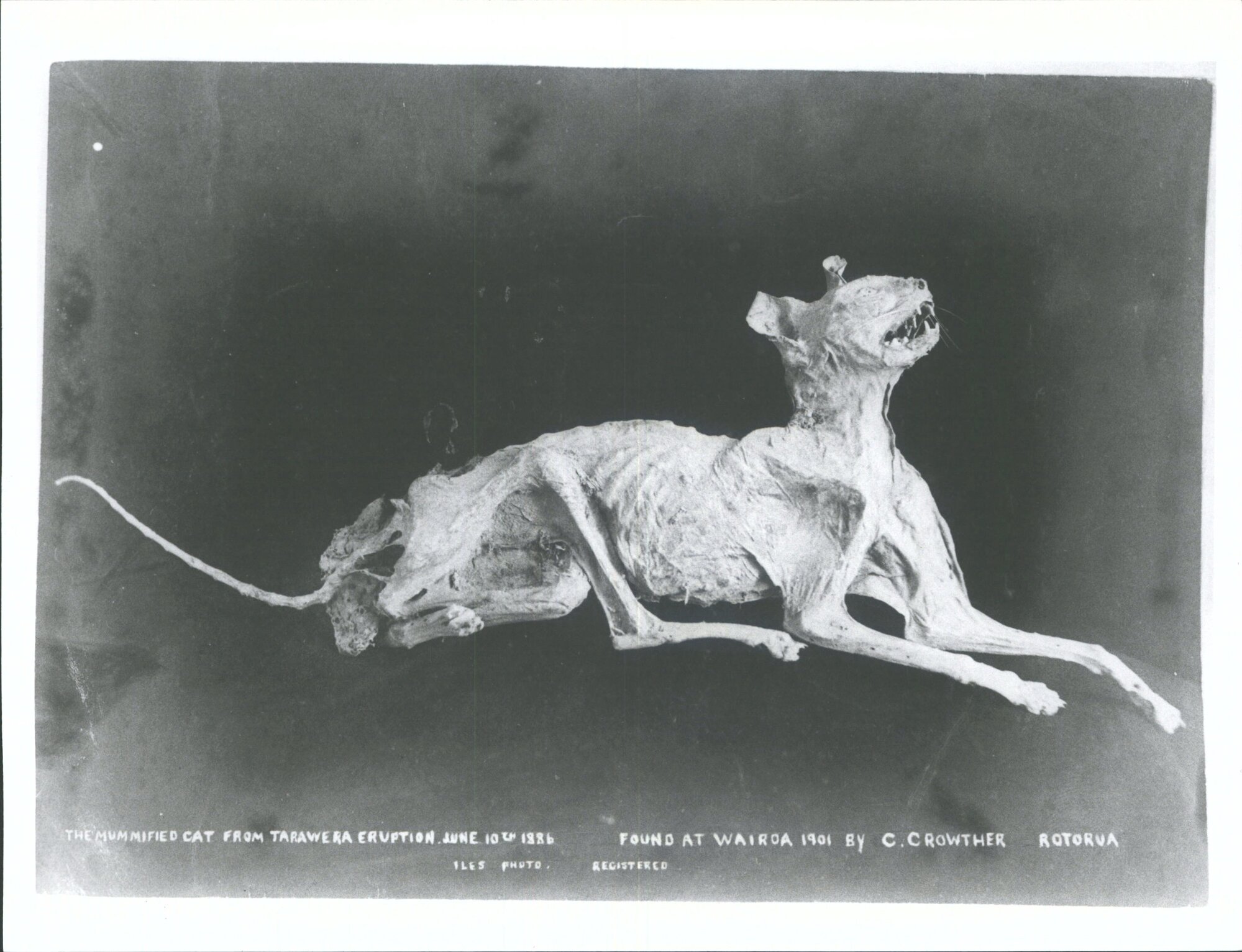The mummified cat from Tarawera eruption