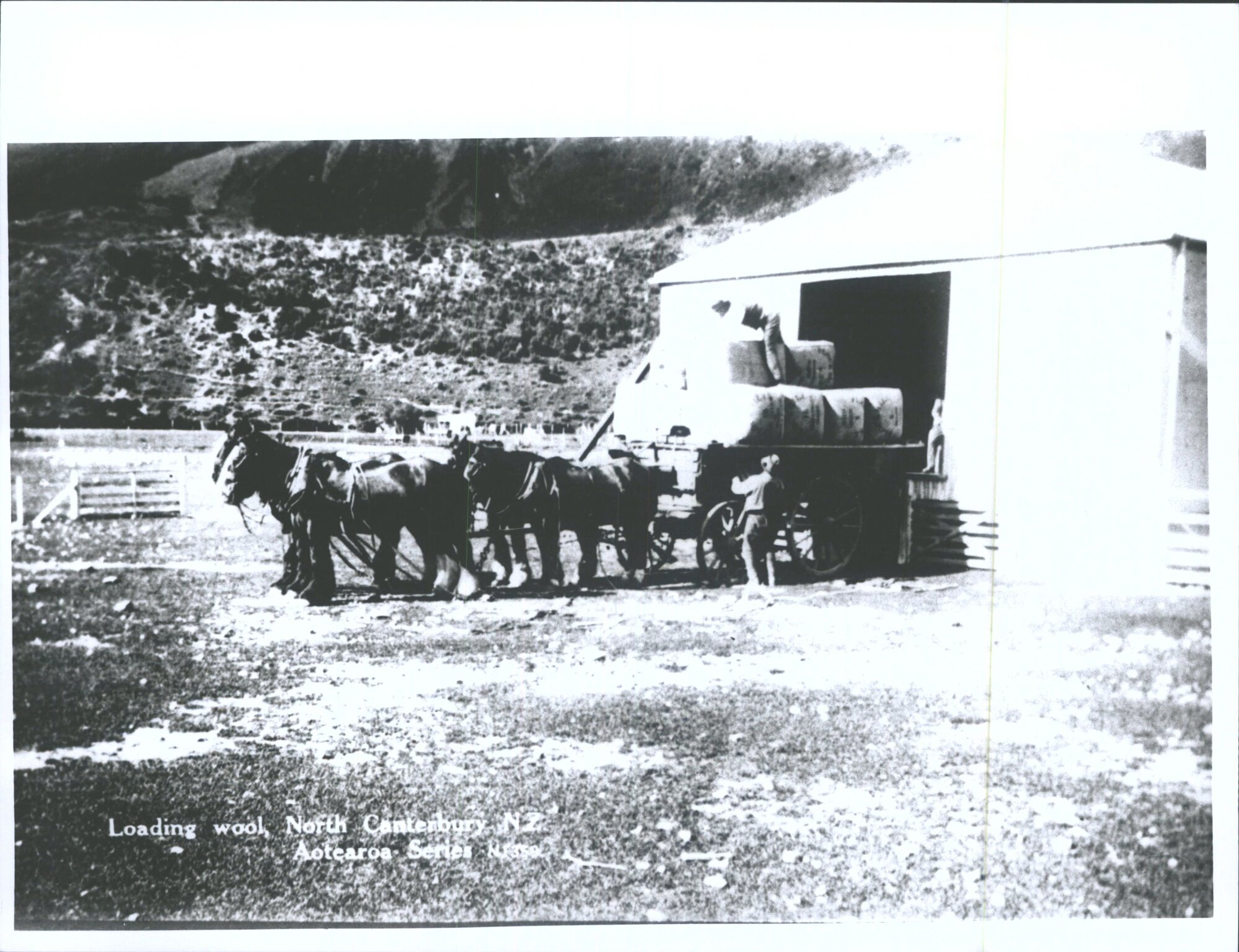 Loading Wool, North Canterbury