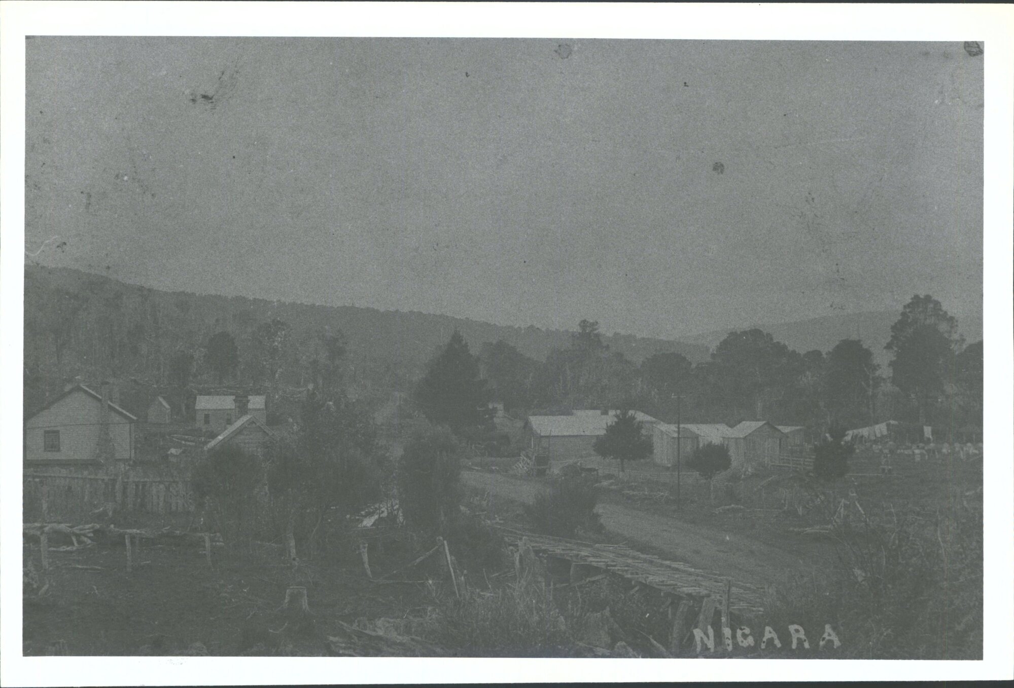 (Spelt Nigara) with old tram line, Near Waikawa river
