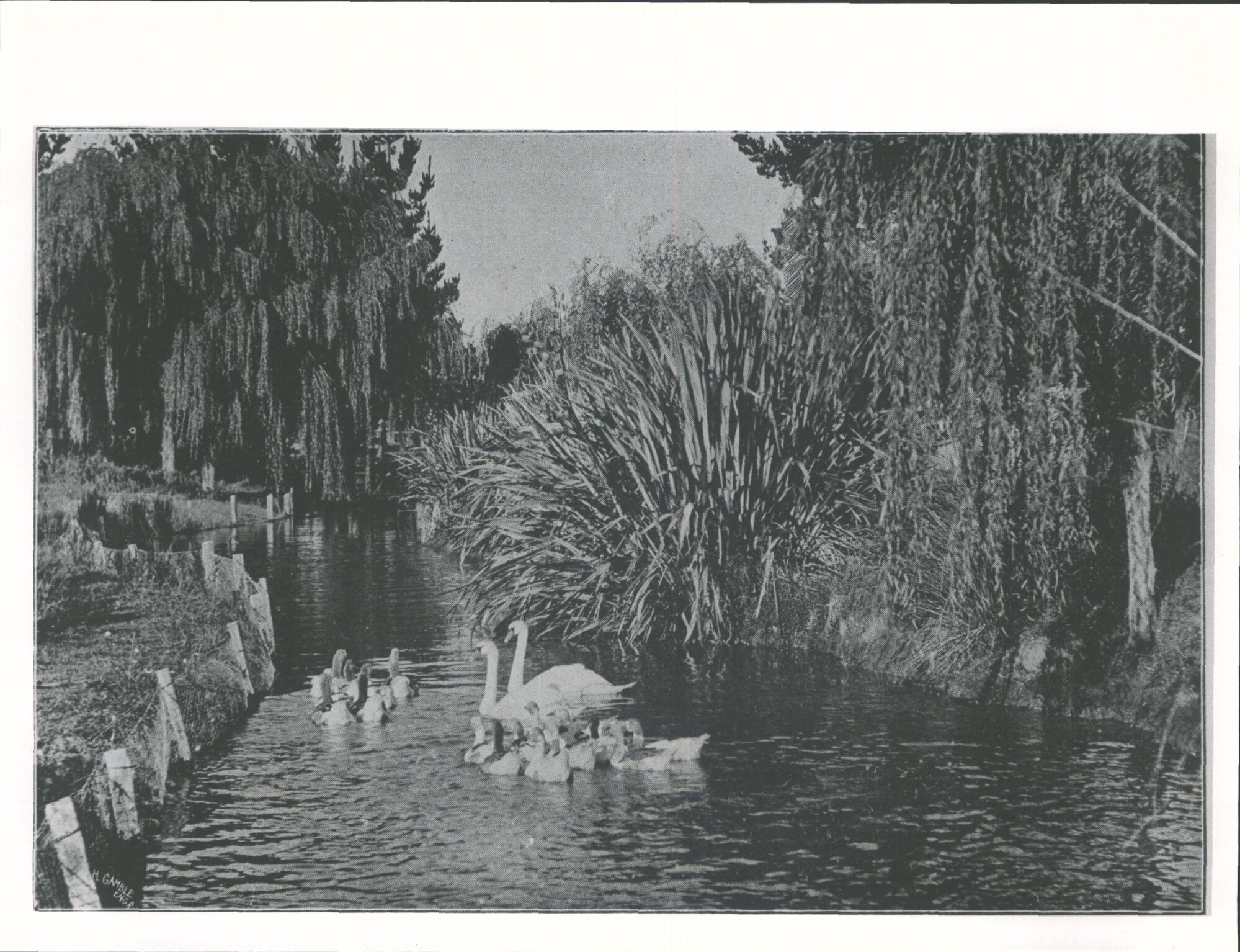 (ex album of NZ views)