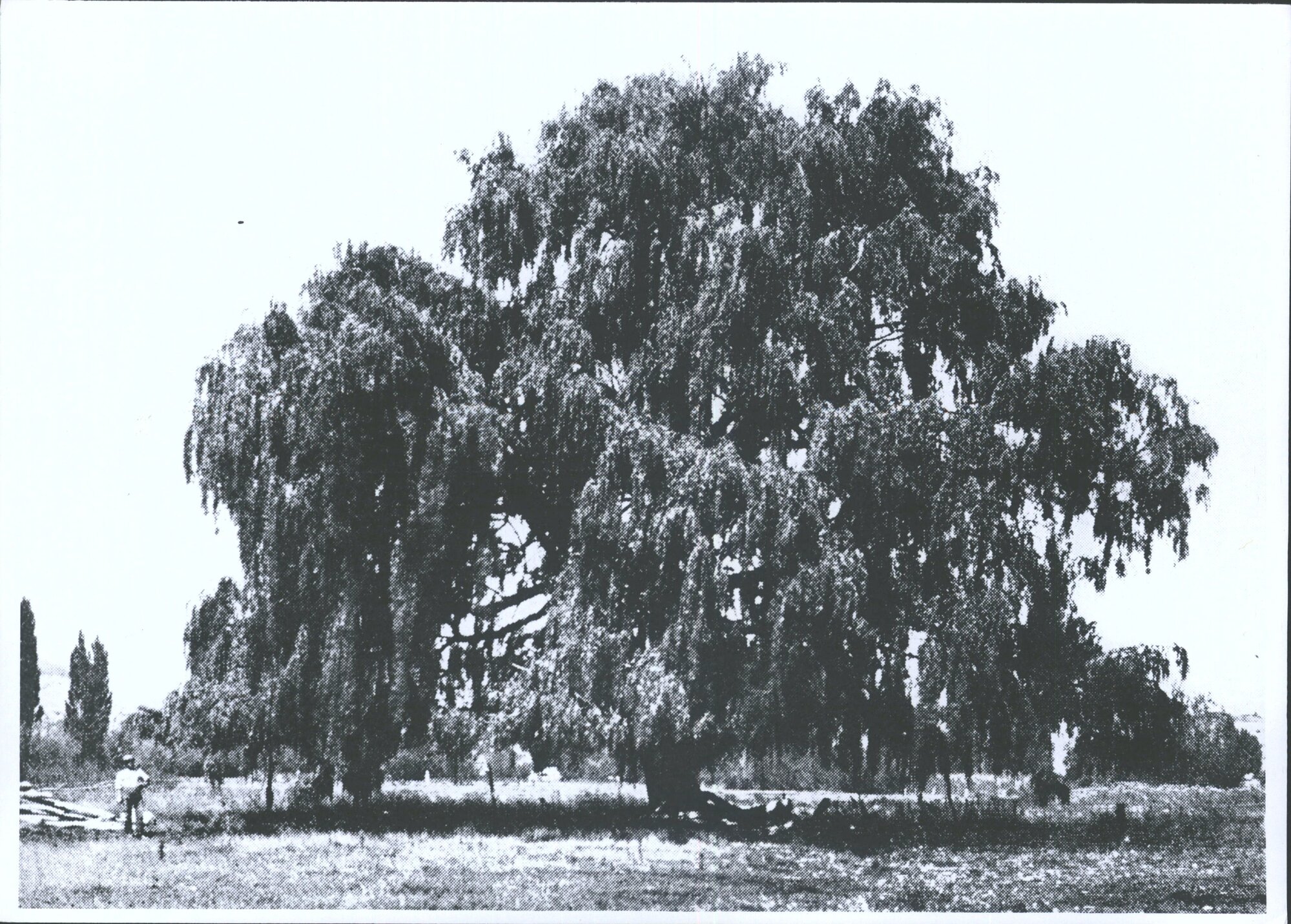 Willow one Mr Sam Leask's Farm planted