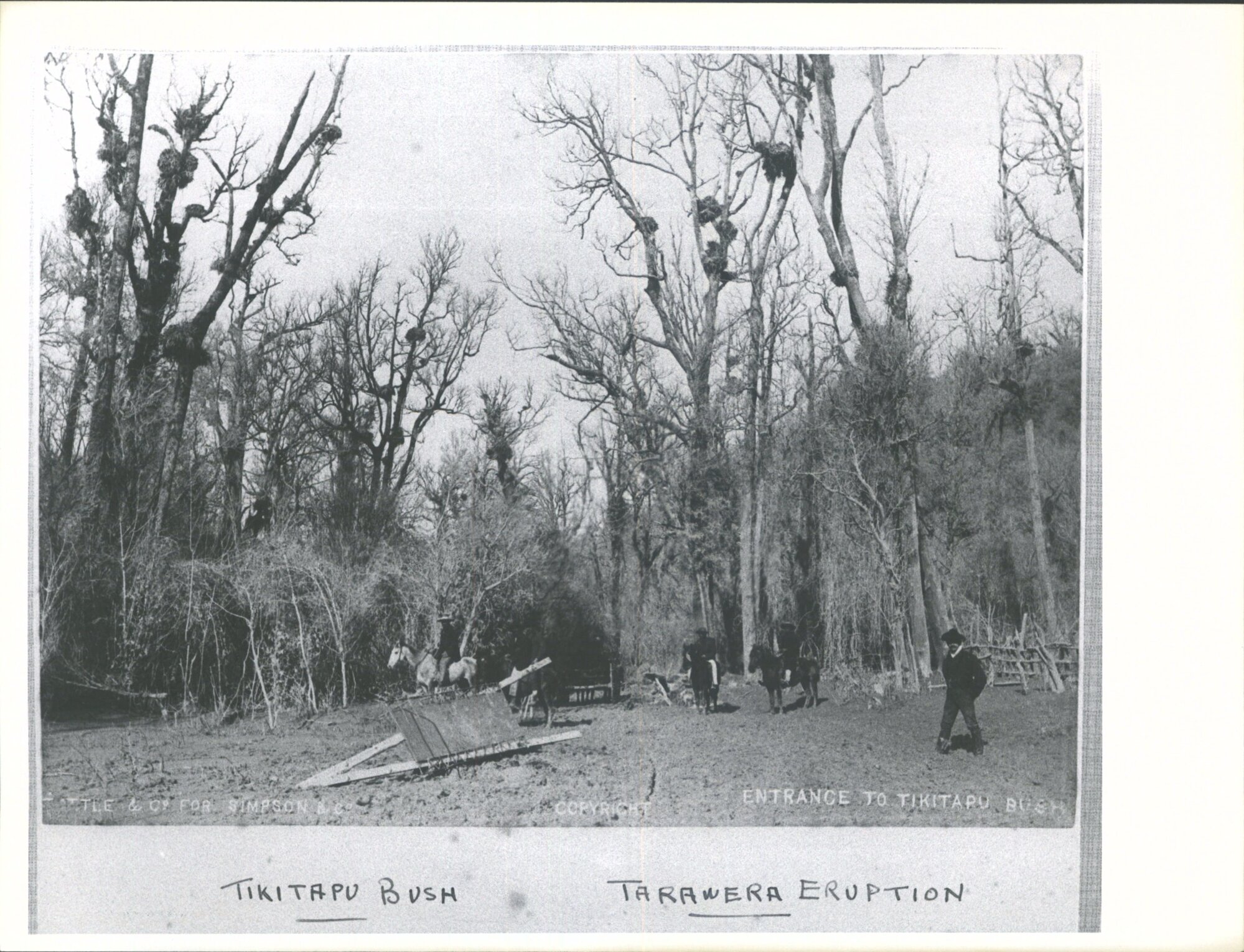 Entrance to Tikitapu Bush after Tarawera Eruption