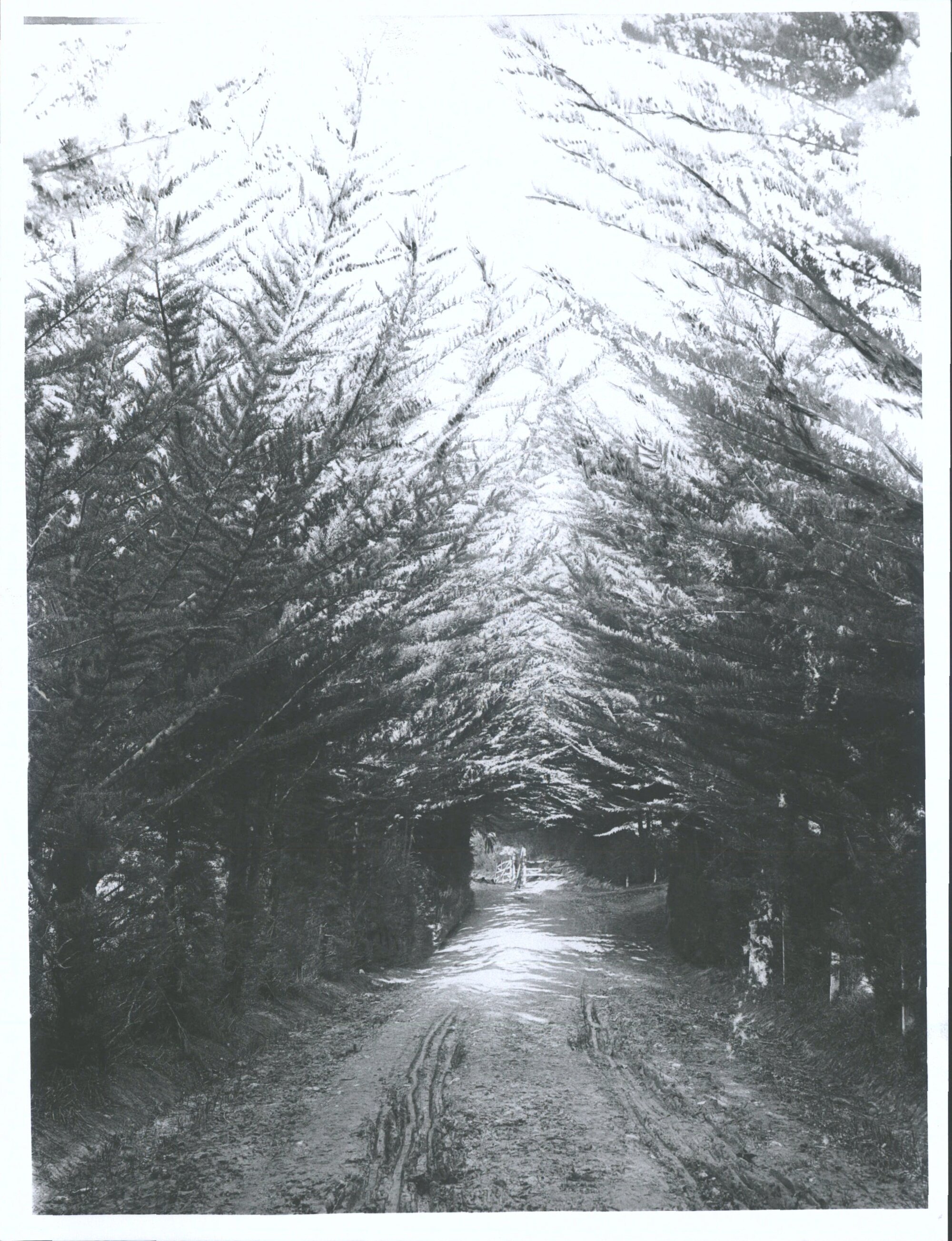 Waitati - "road leading to Inebriates Home"