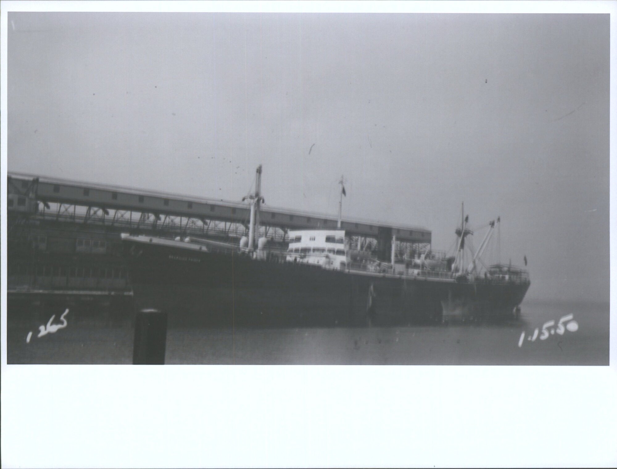 BRAZILIAN PRINCE (4)