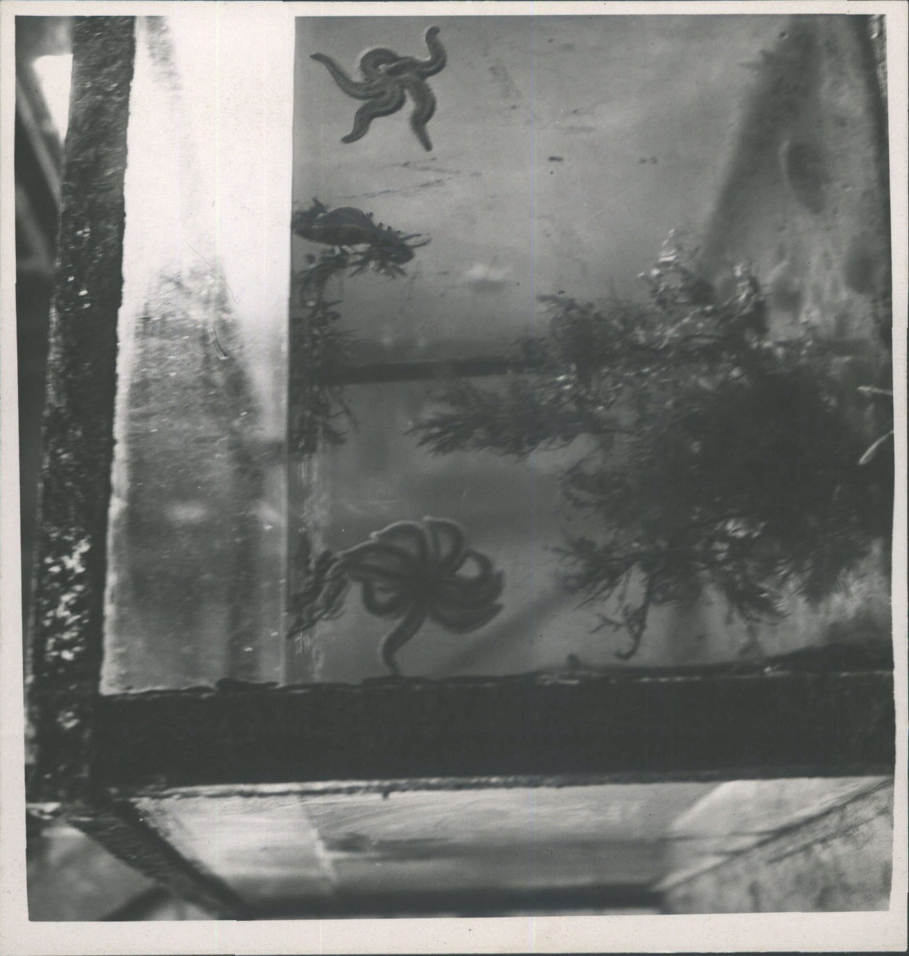 Portobello Fish Hatcheries