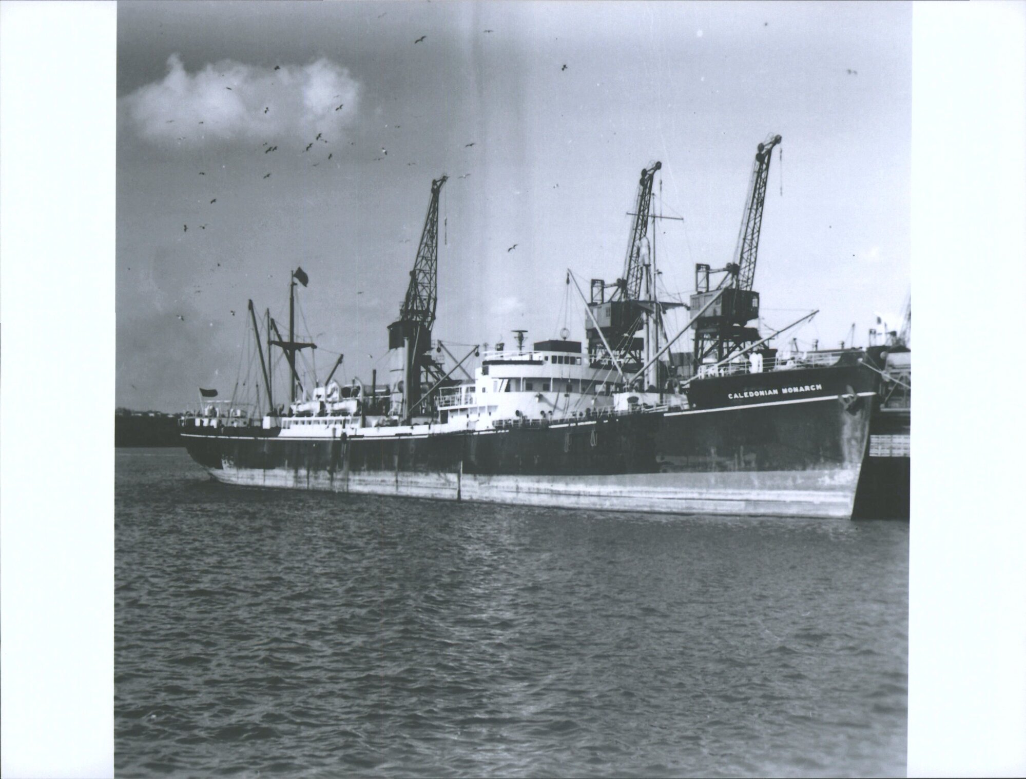 Caledonian Monarch