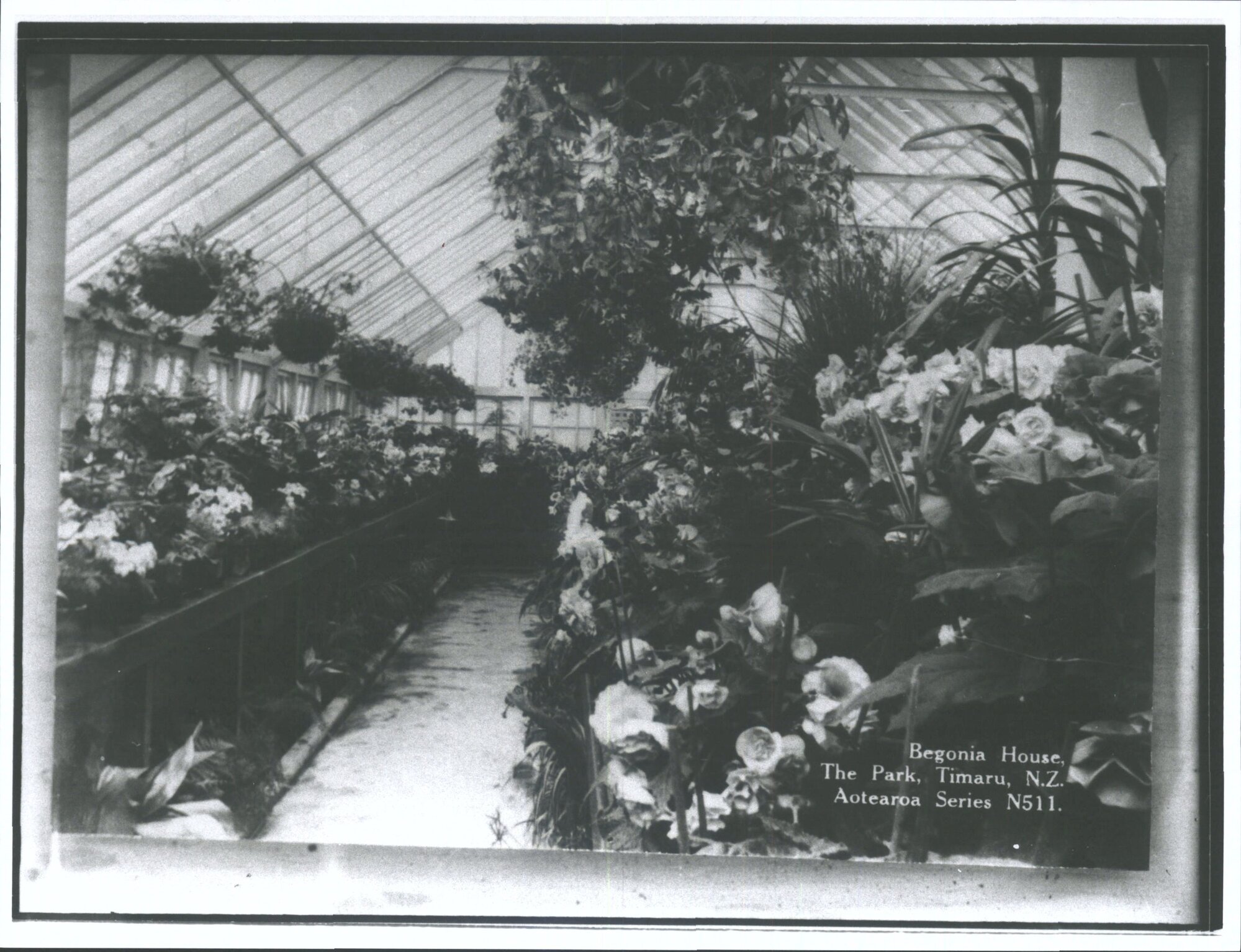 Begonia House, The Park, Timaru, N.Z.