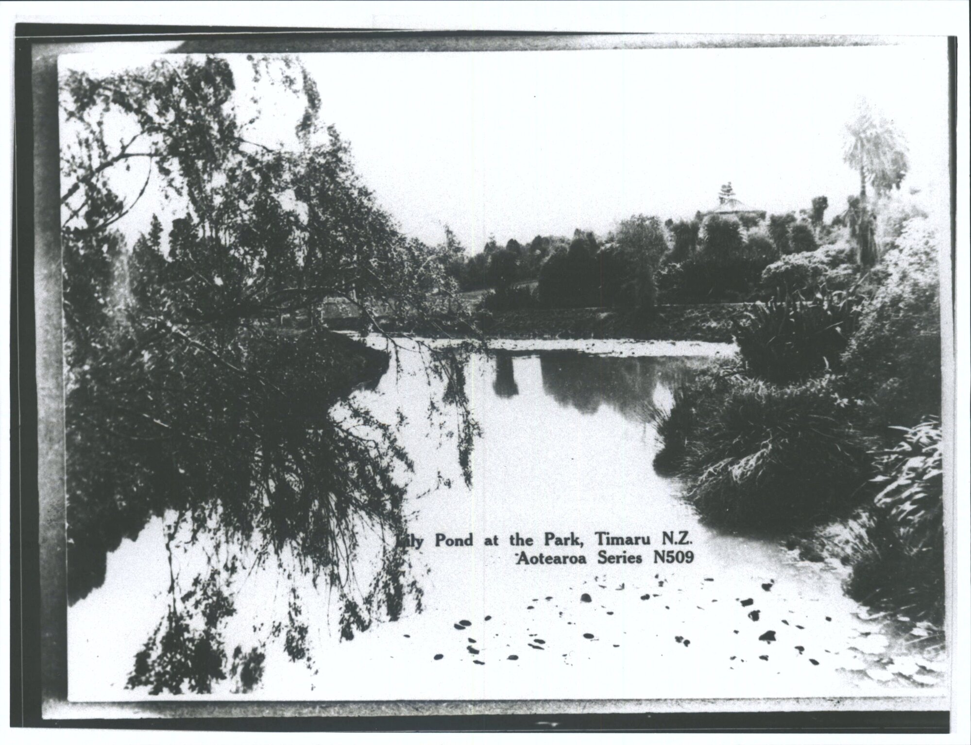 Lily Pond at the Park, Timaru, N.Z.