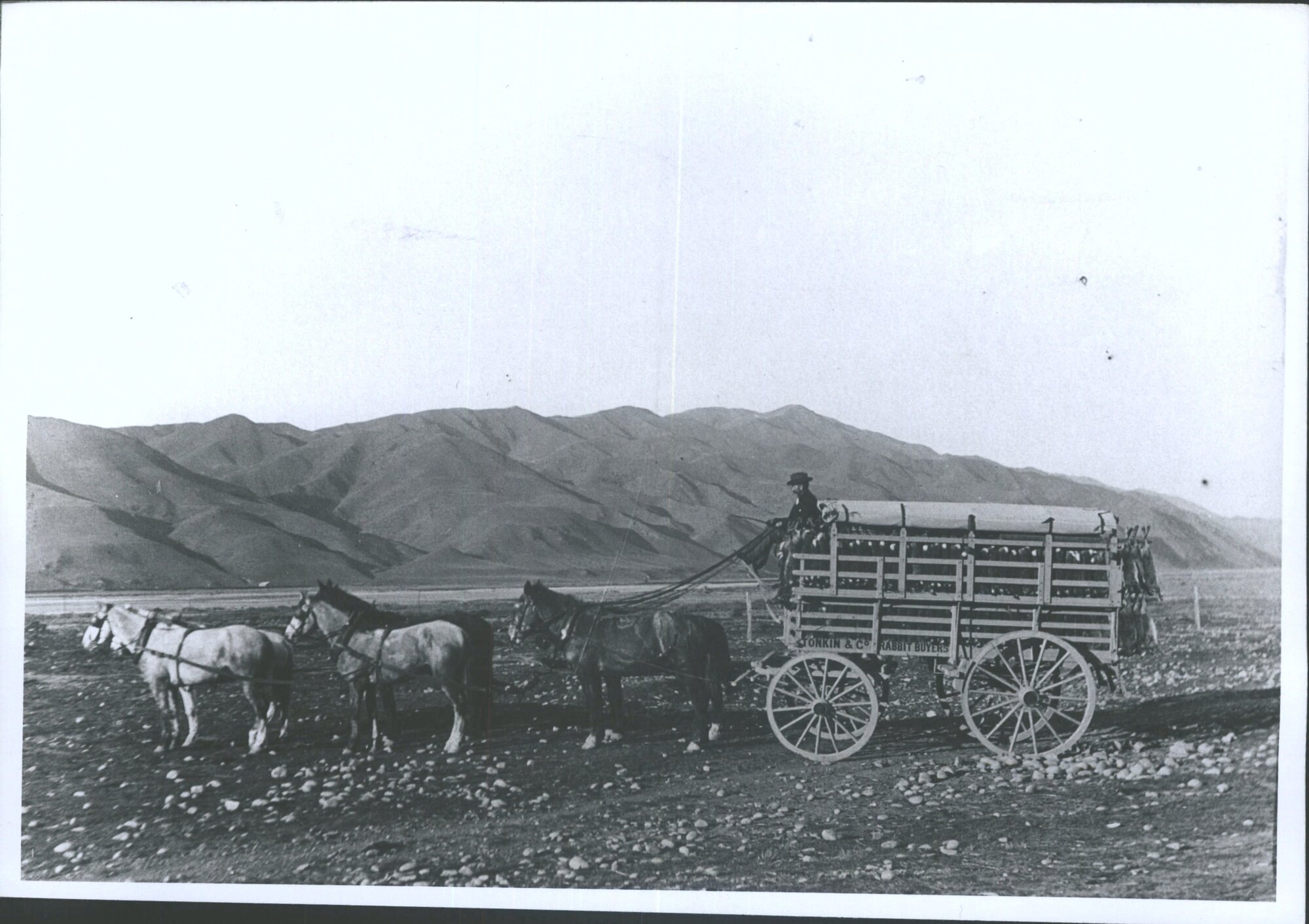 Central Rabbit Wagon