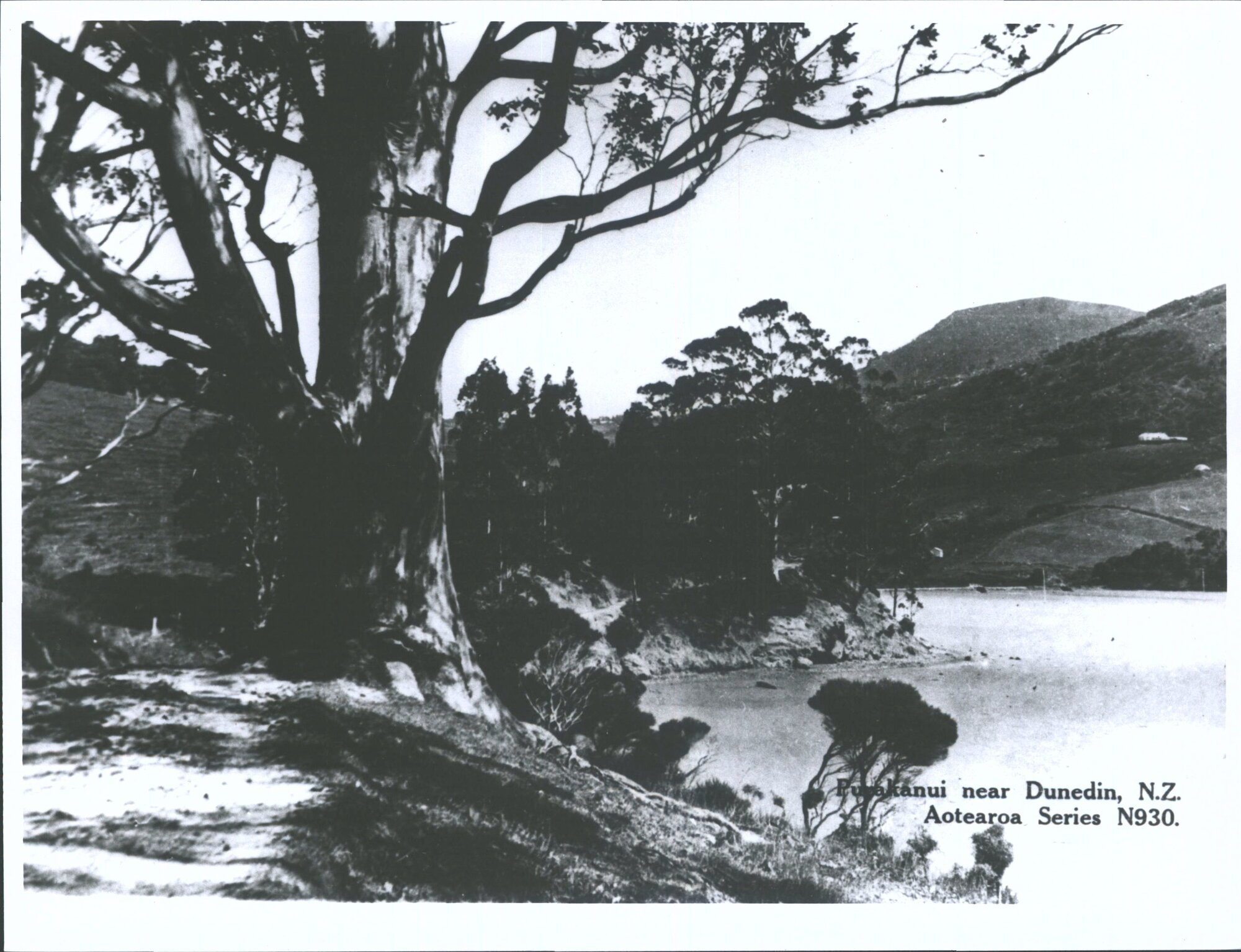 Purakanui near Dunedin, N.Z.