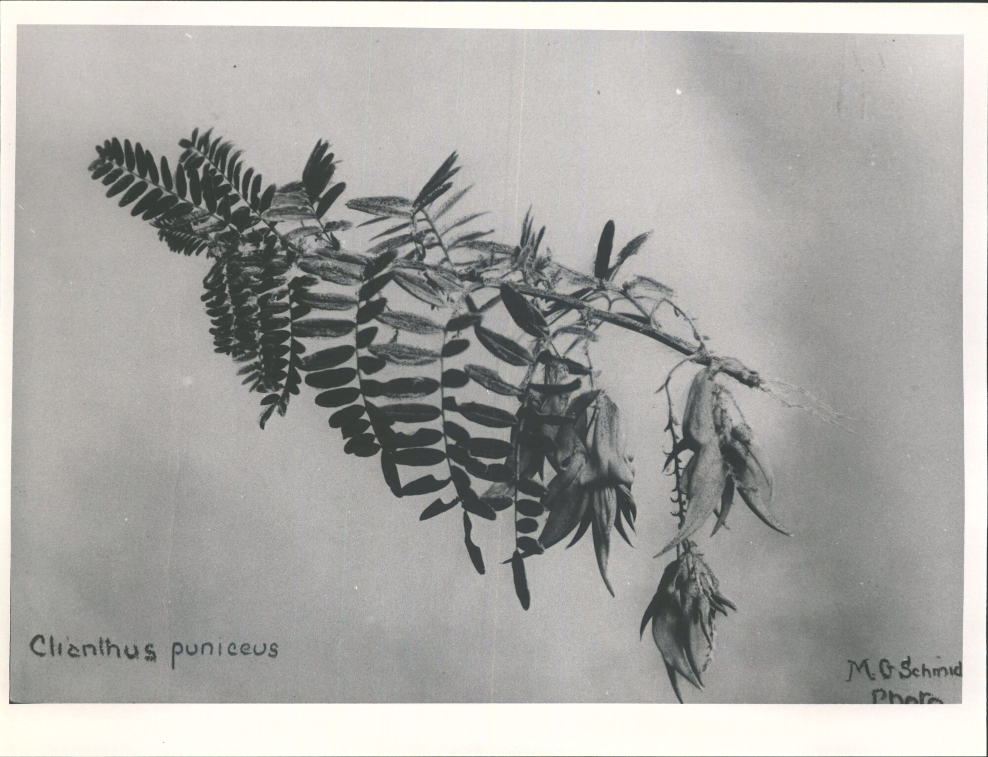 Kaka beak - Clianthus Puniceus