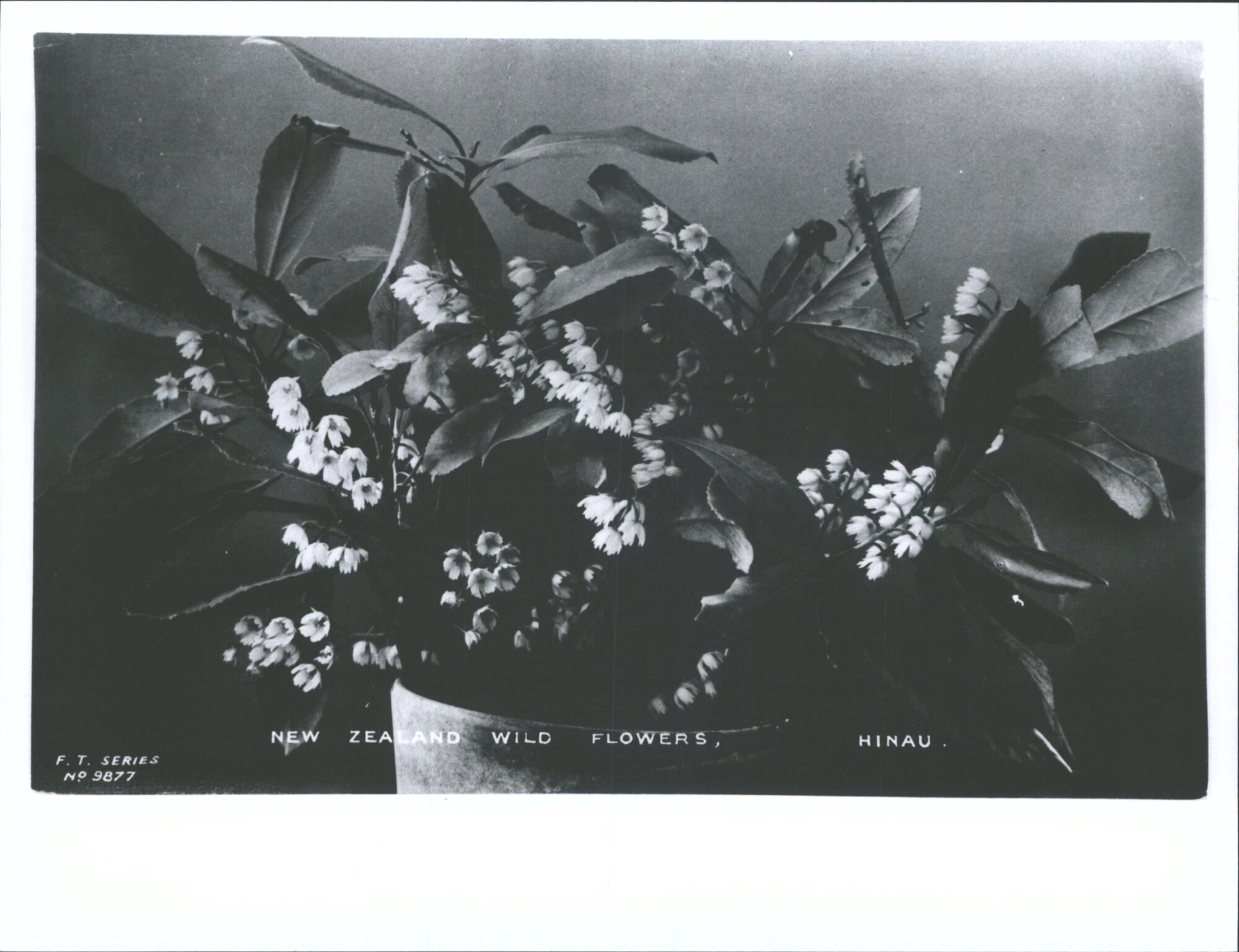 New Zealand Wild Flowers, Hinau