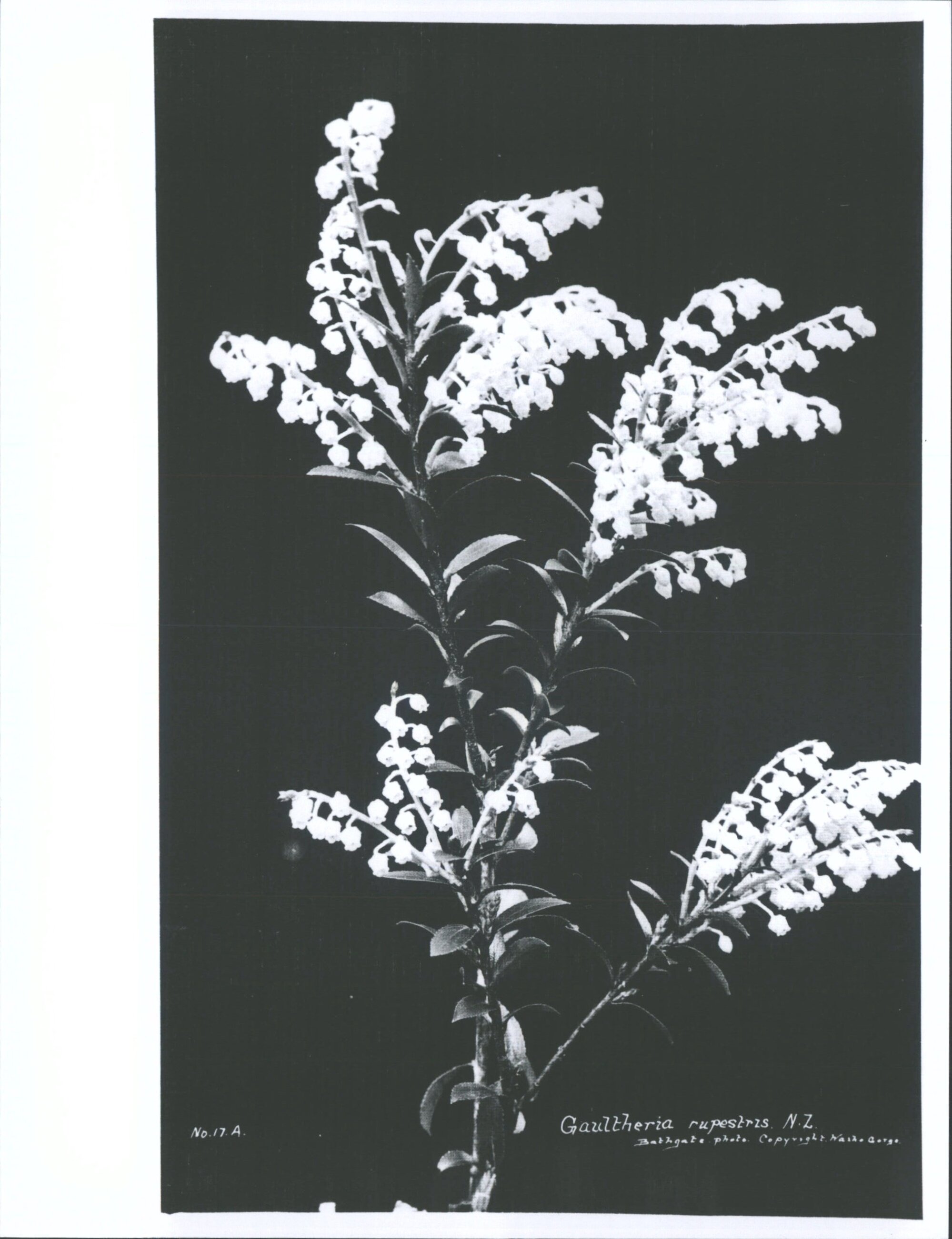 Gaultheria rupestris, N.Z.