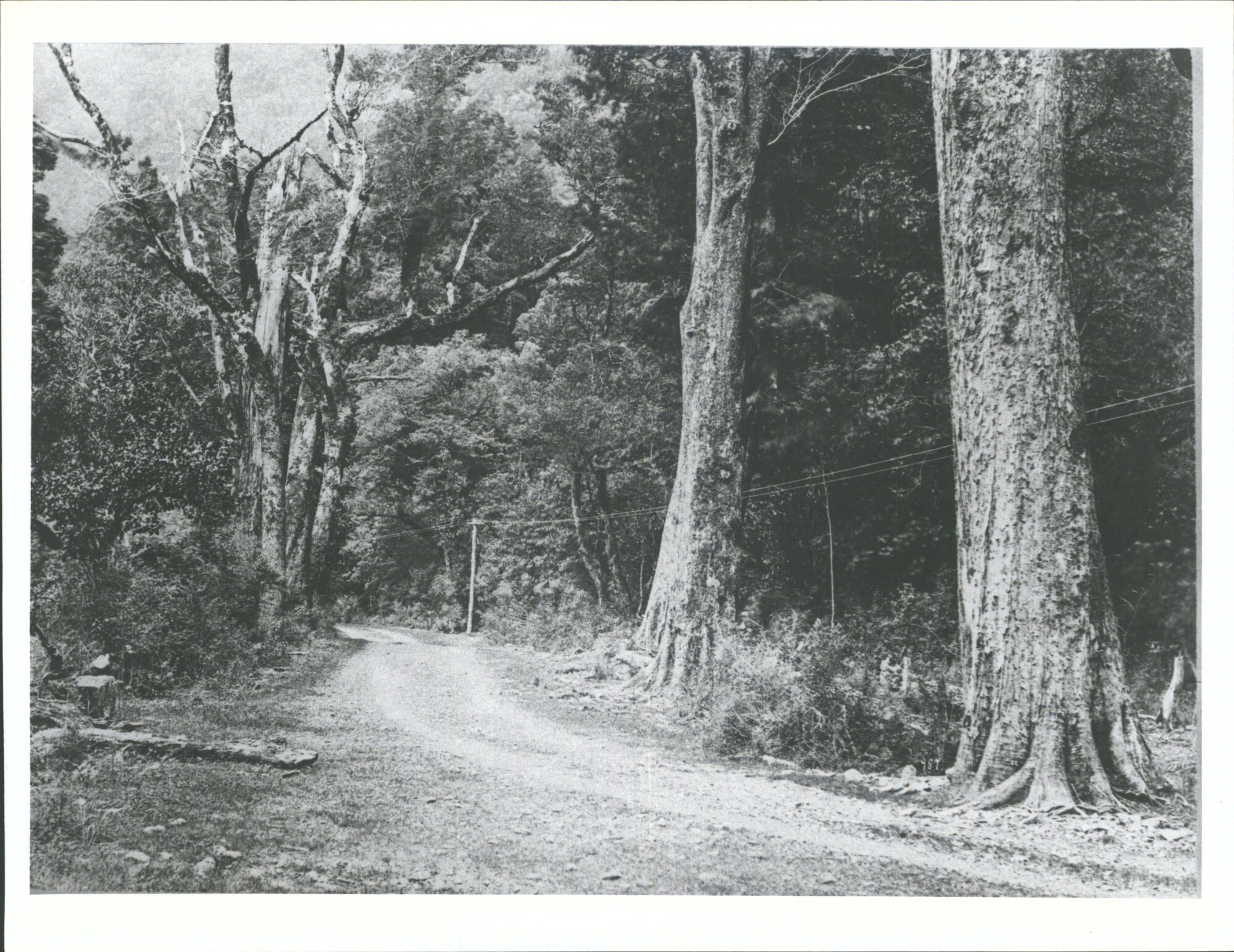 Scenes in the Southern Alps - Christchurch &amp; Hokitika Road