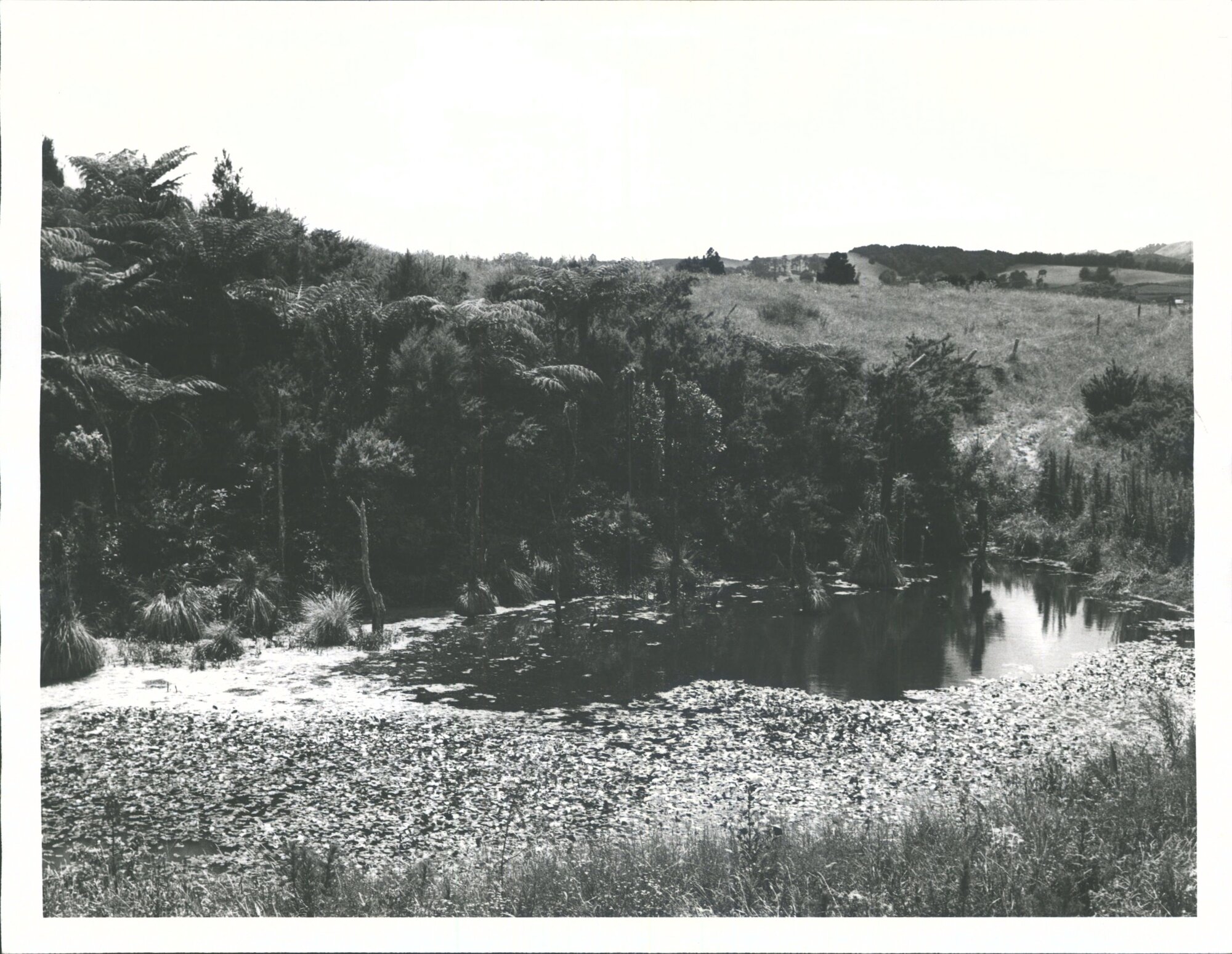 Punga next to a pond