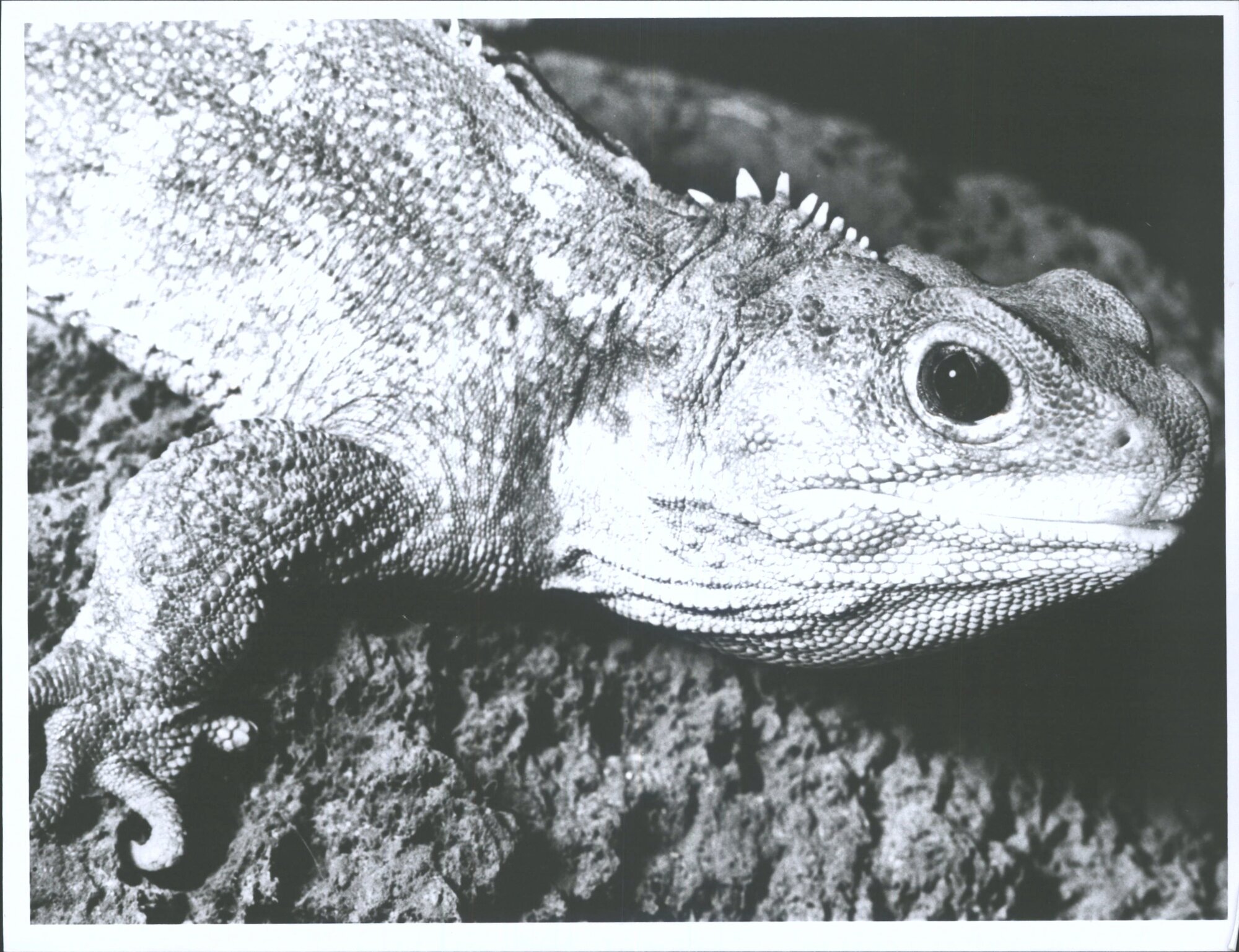 "Josephine" - Otago Museum's live tuatara