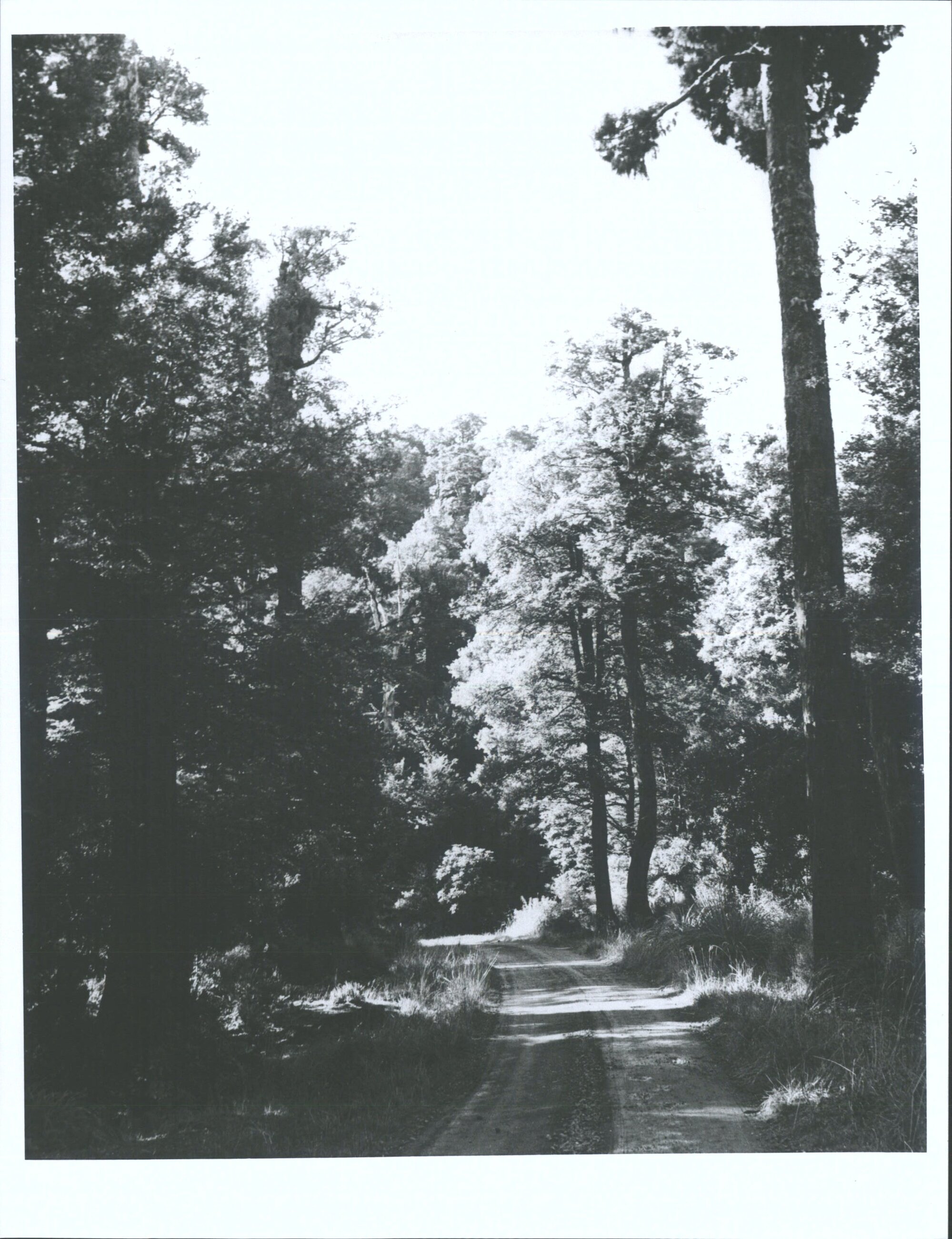 Track through Native Forest