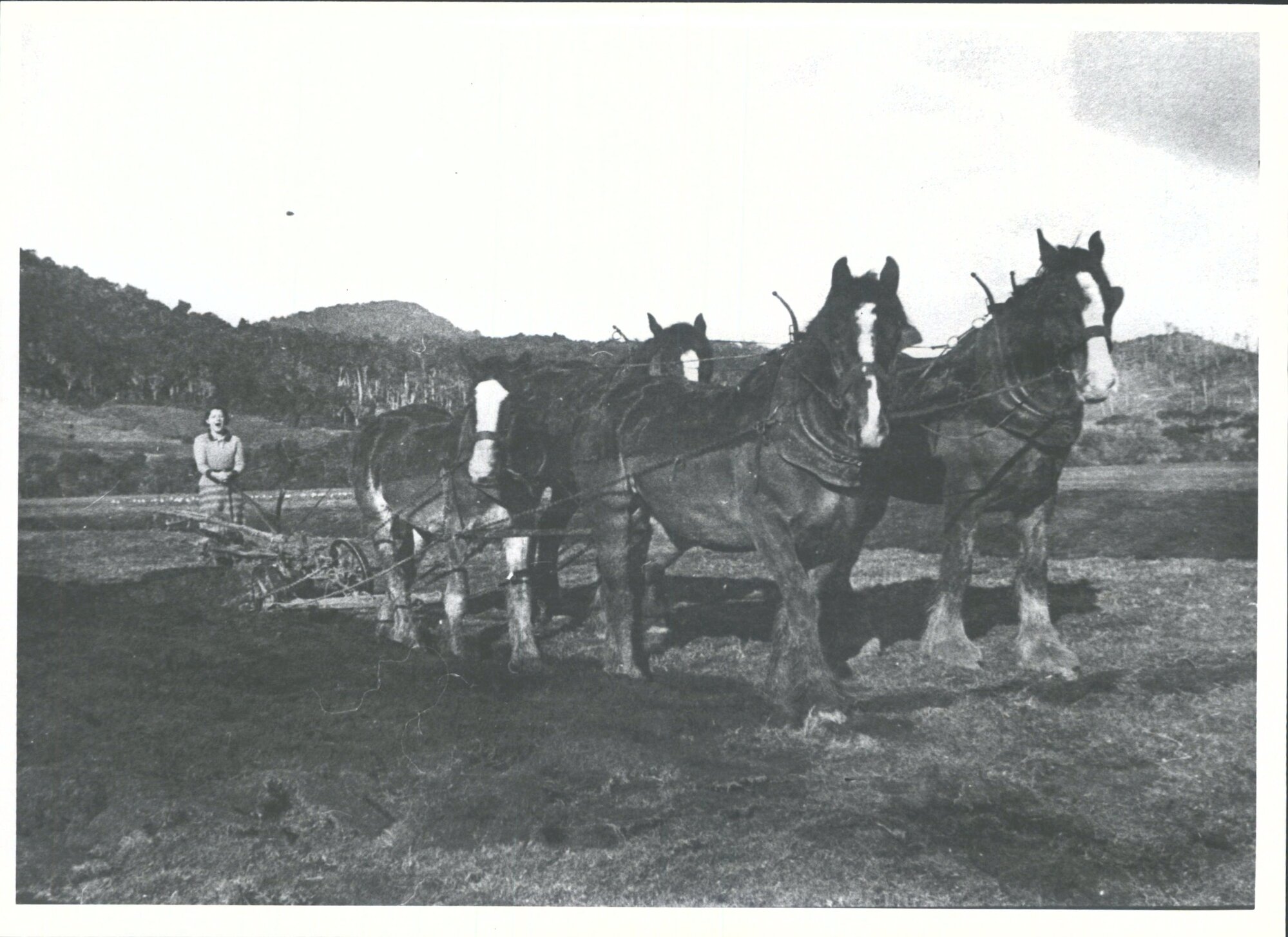 Team horses pulling a plough