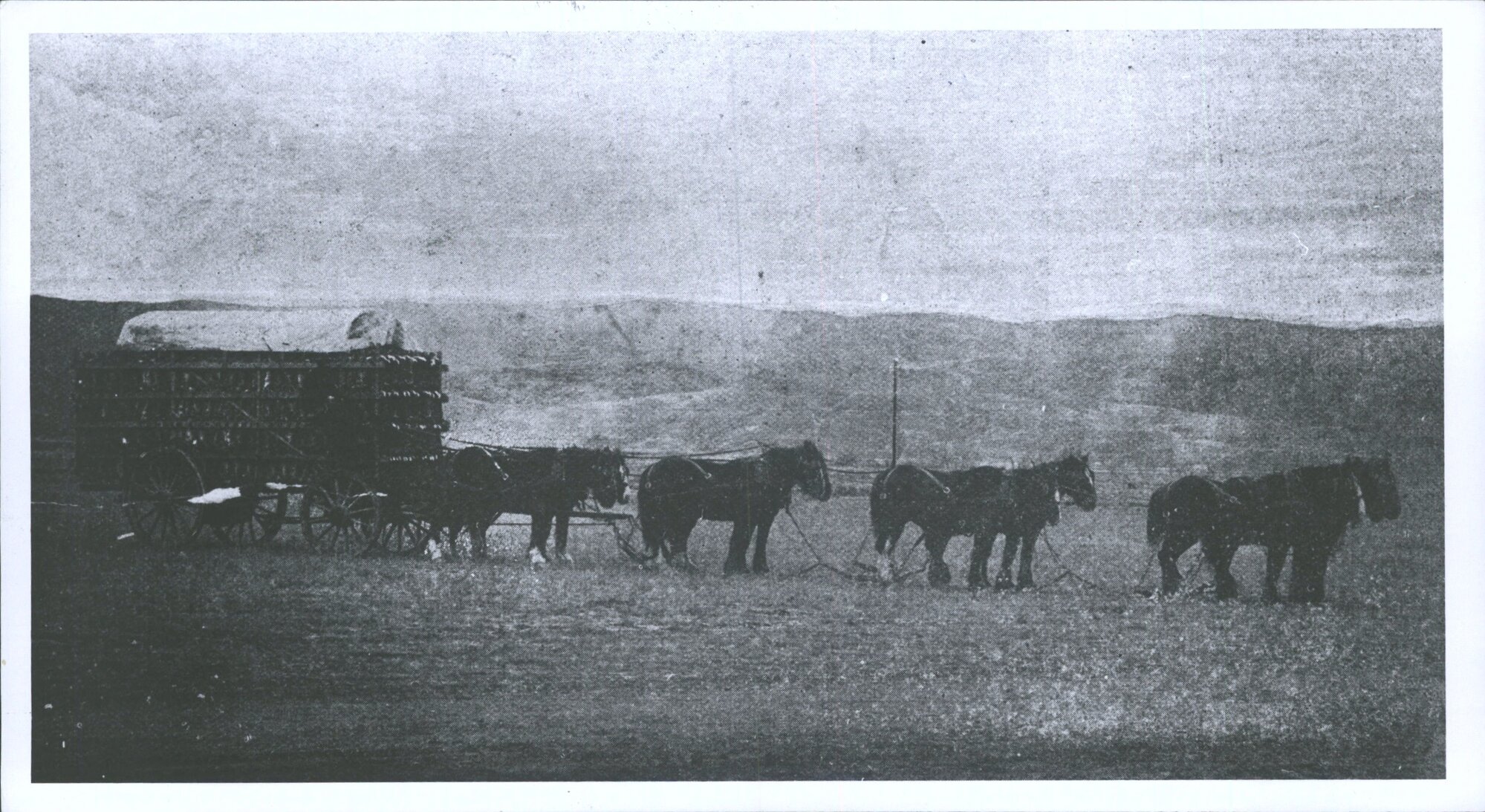 Rabbit wagon en route for market