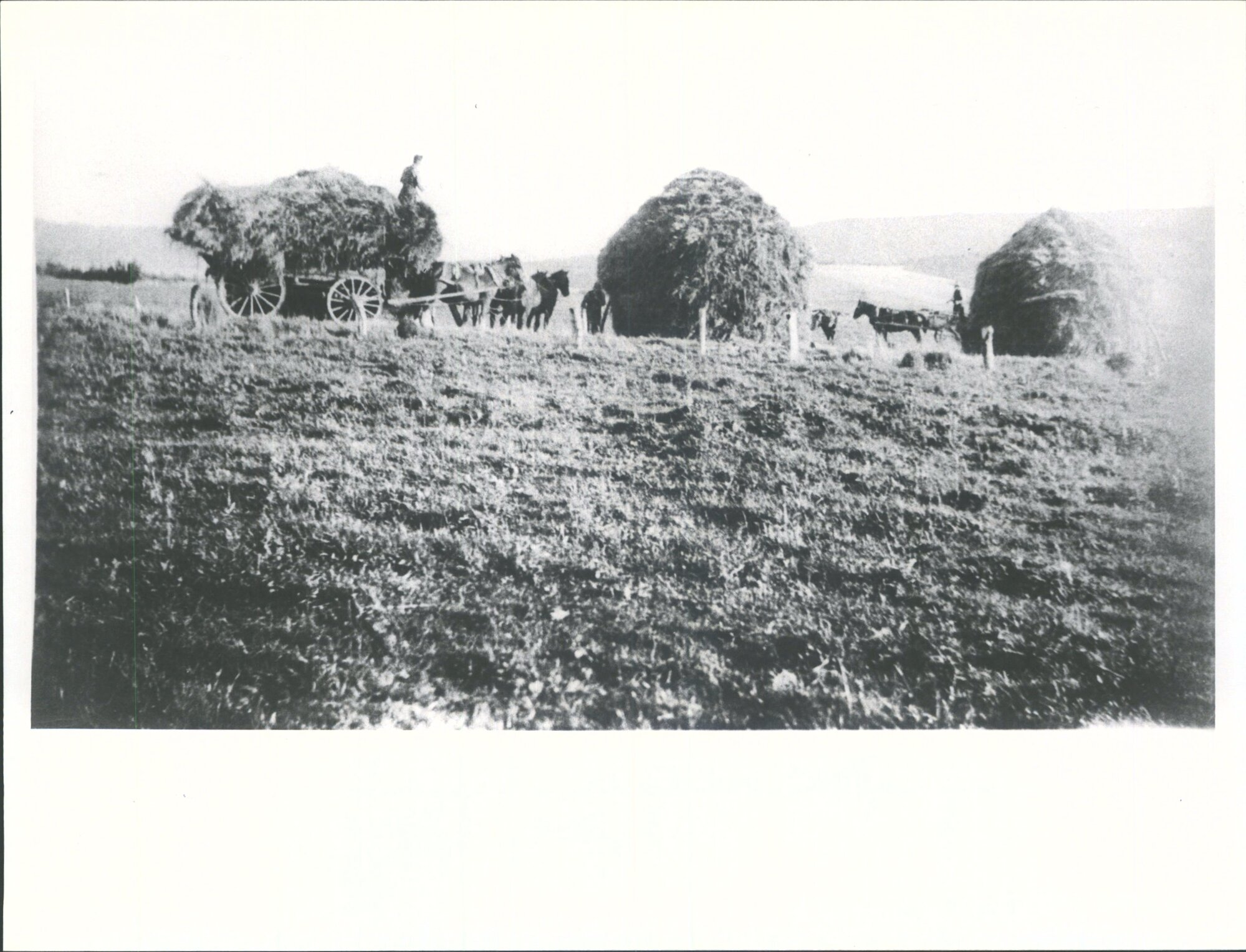 Stacking Oats, Waikawa Valley