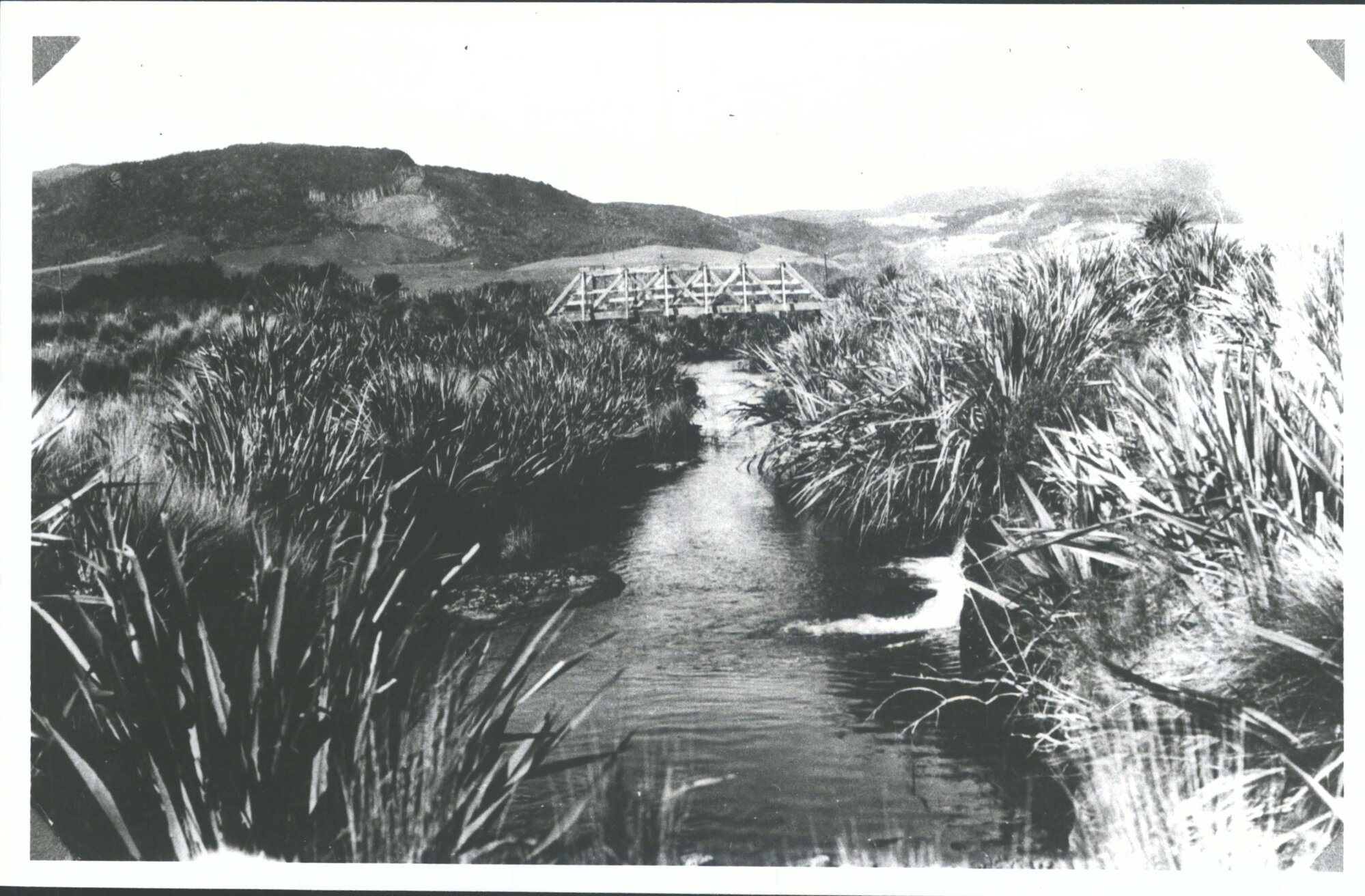 Bridge in Waikawa Valley showing flax &amp; tussocks