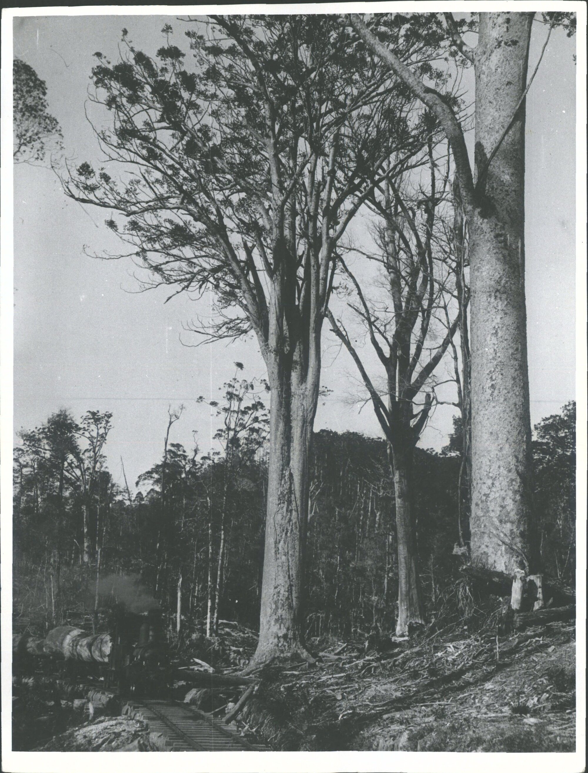 Northland Kauri logging