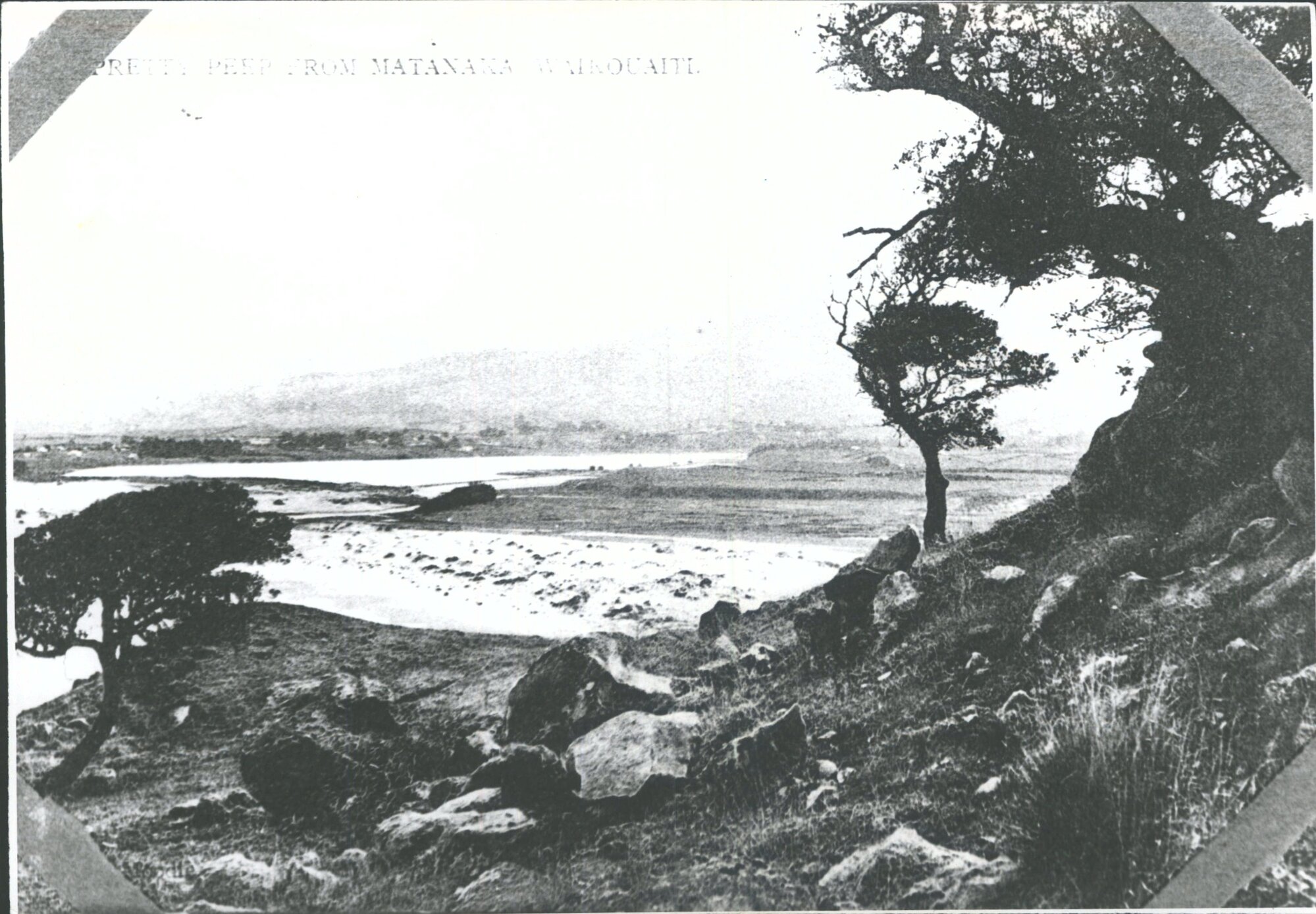 Pretty Peep from Matanaka, Waikouaiti