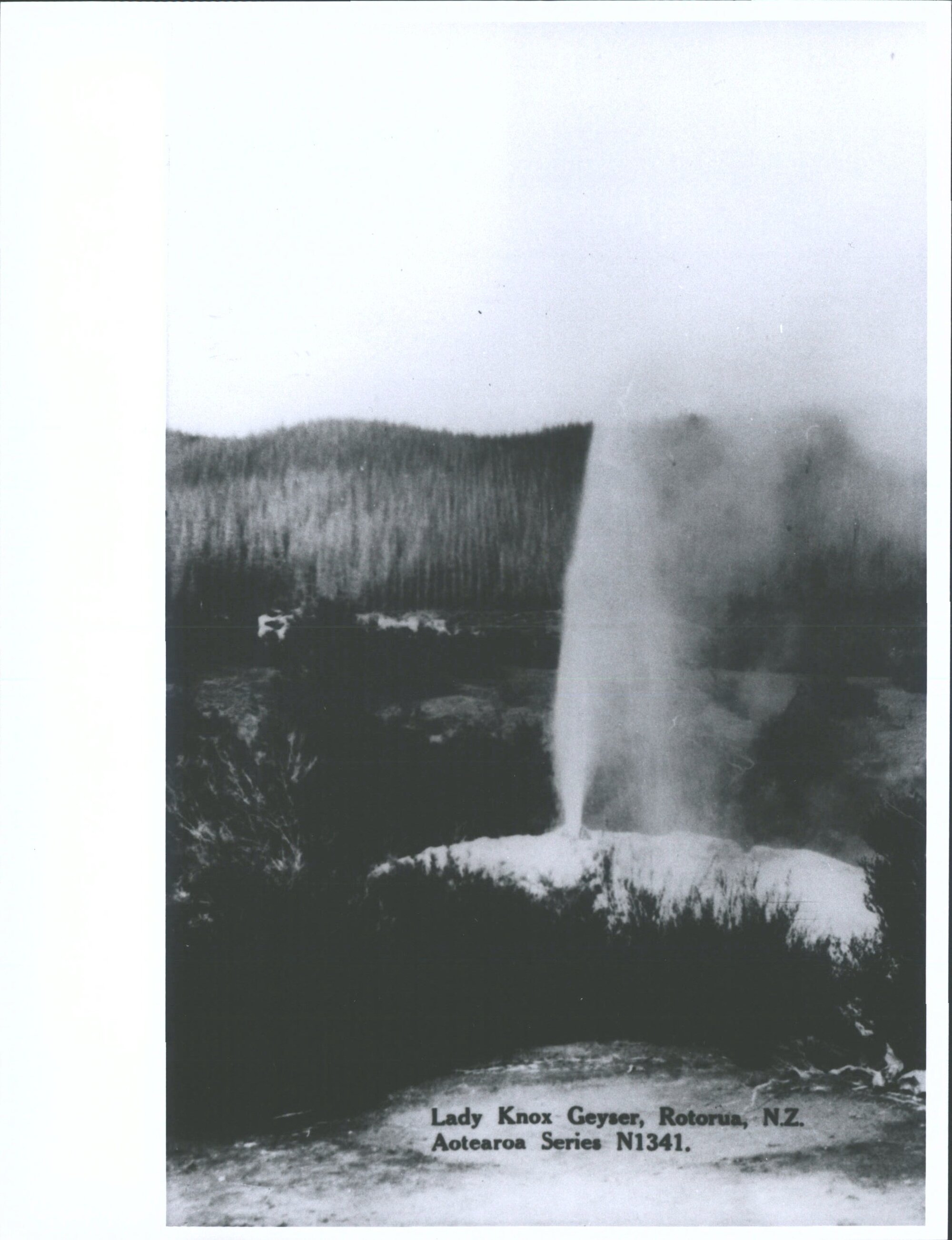 Lady Knox Geyser, Rotorua, N.Z.