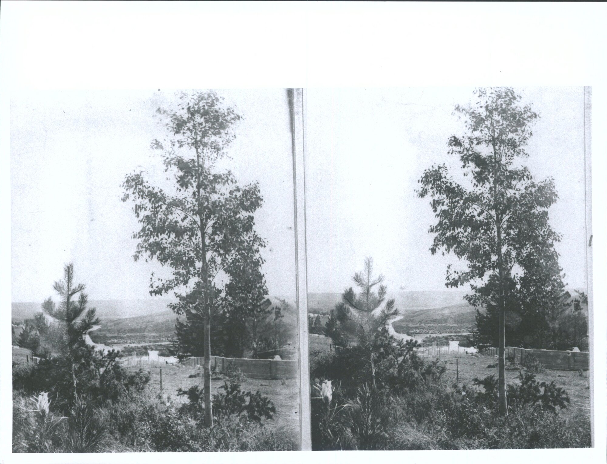 North West Corner of Frederick William Knight's Plantation, Looking West