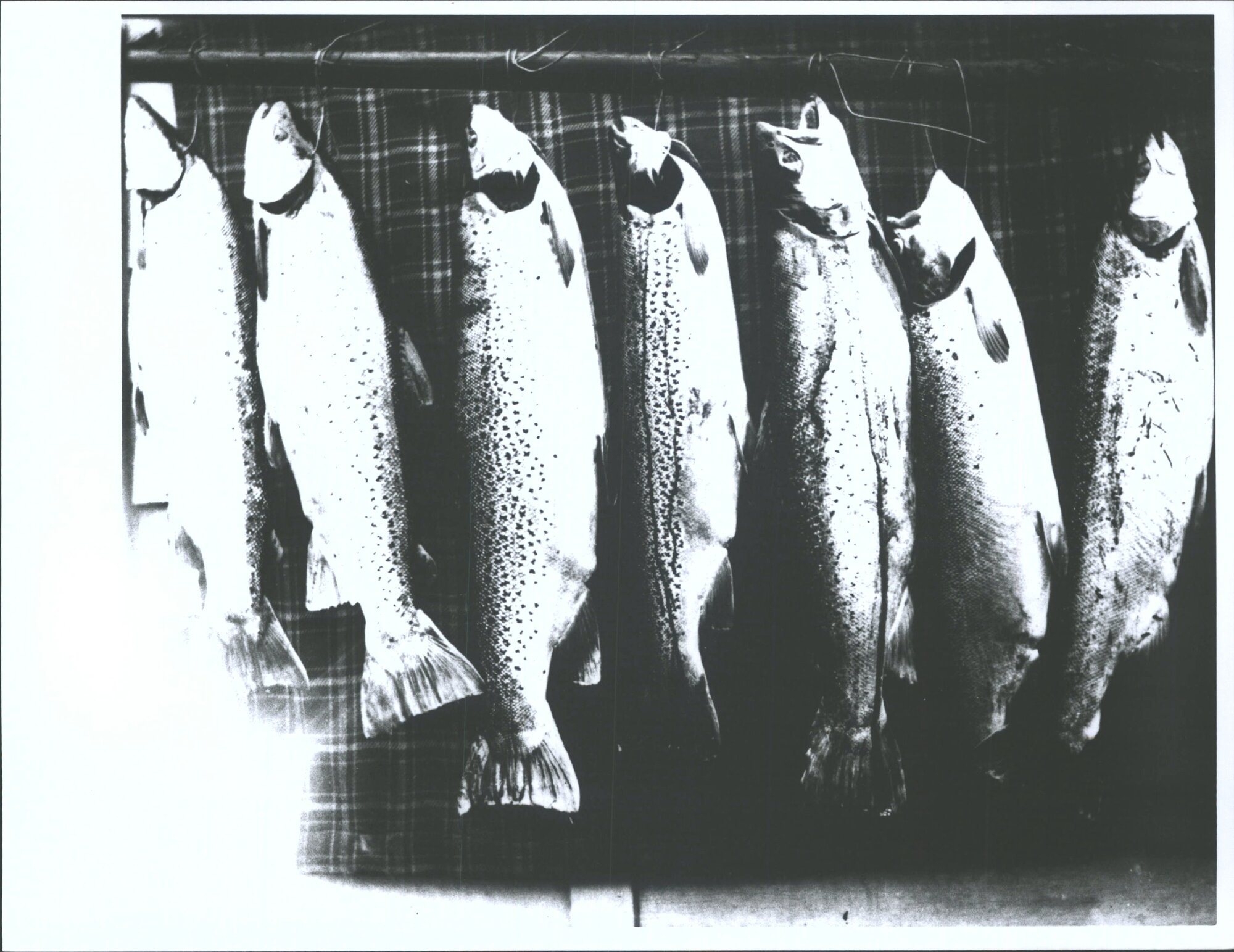 Trout caught in Blueskin Bay, each 18-24lbs