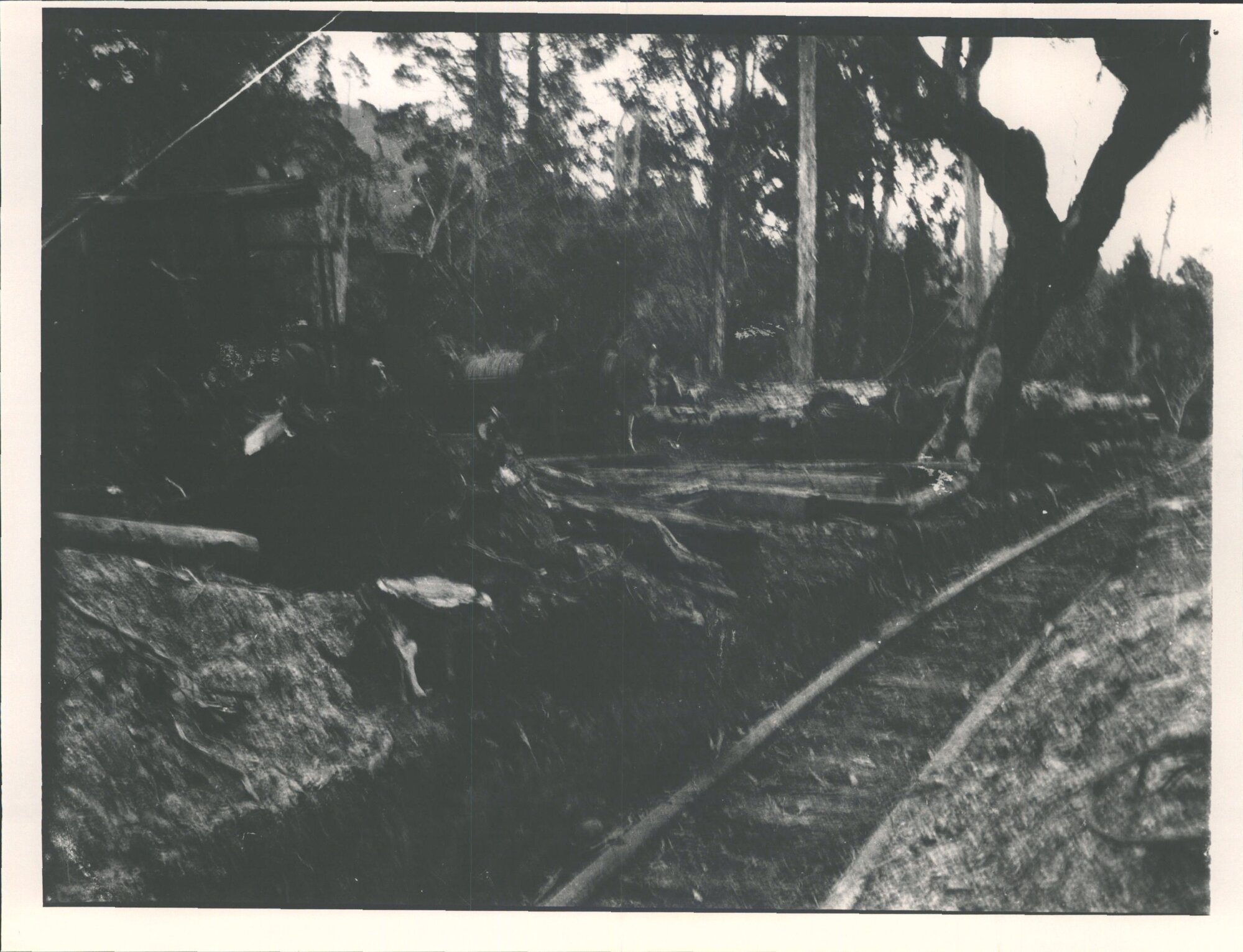 David Booth's Sawmill - Logging by tram line