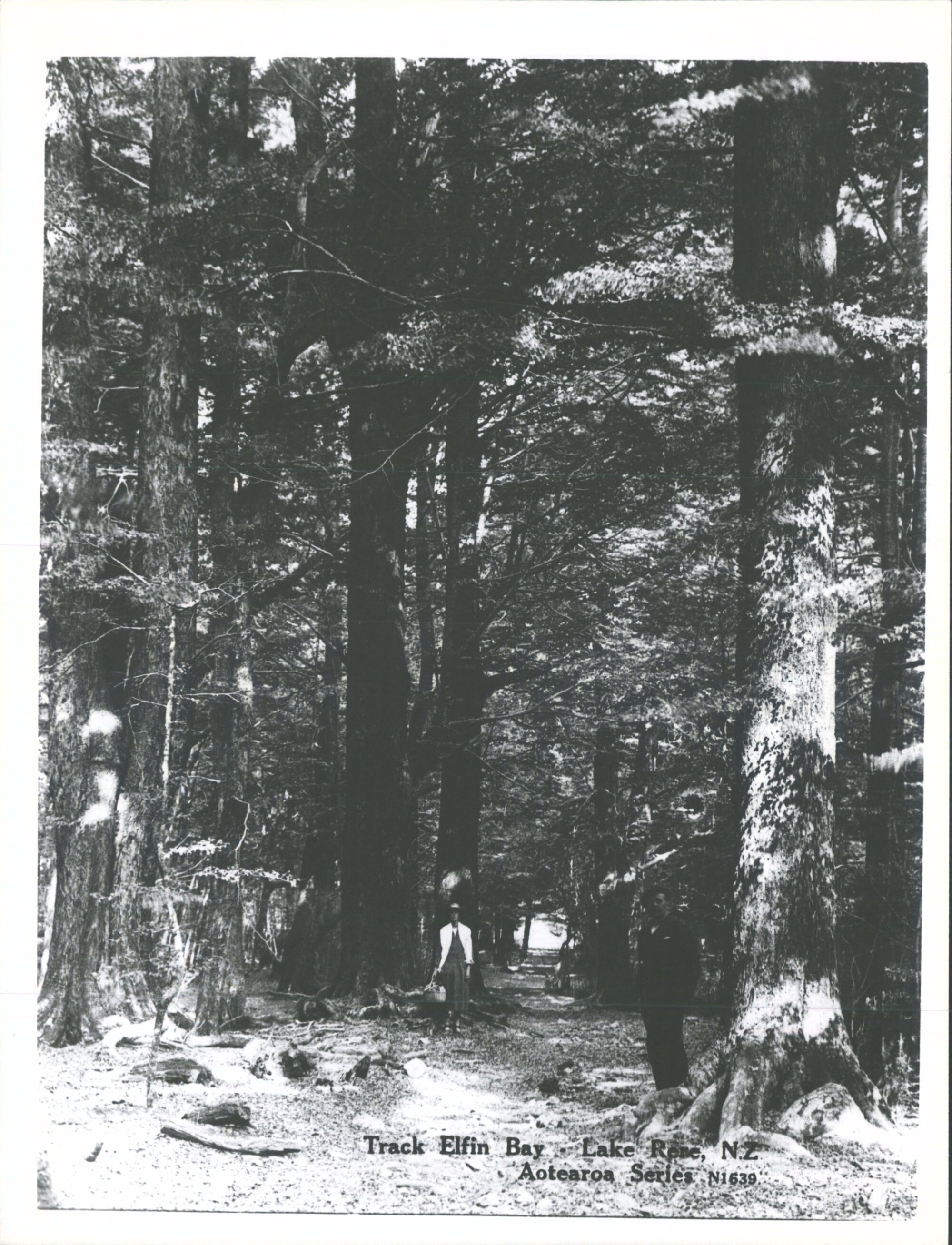 Track to Lake Rere, Elfin Bay, N.Z.