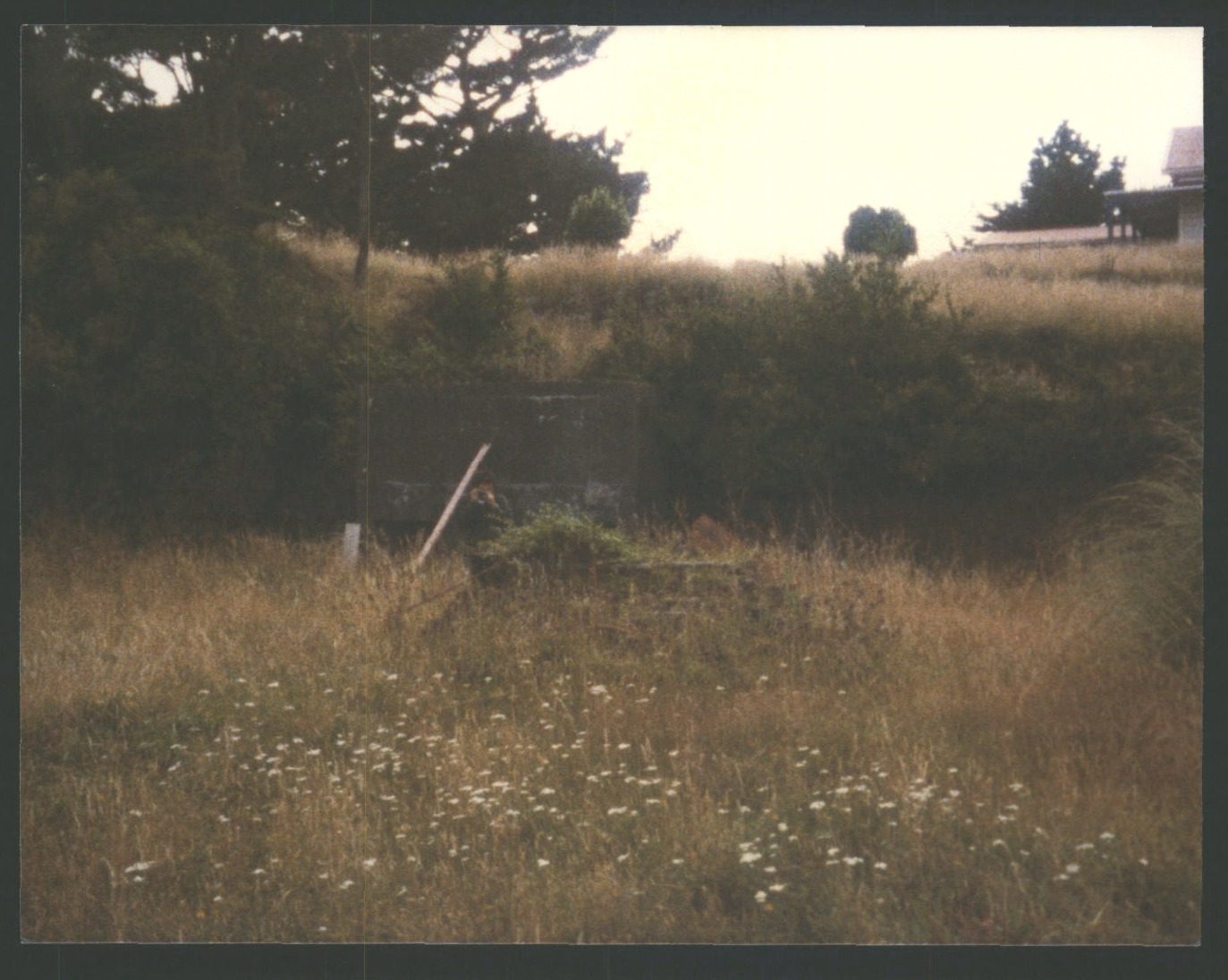 An old stove resting among the weeds