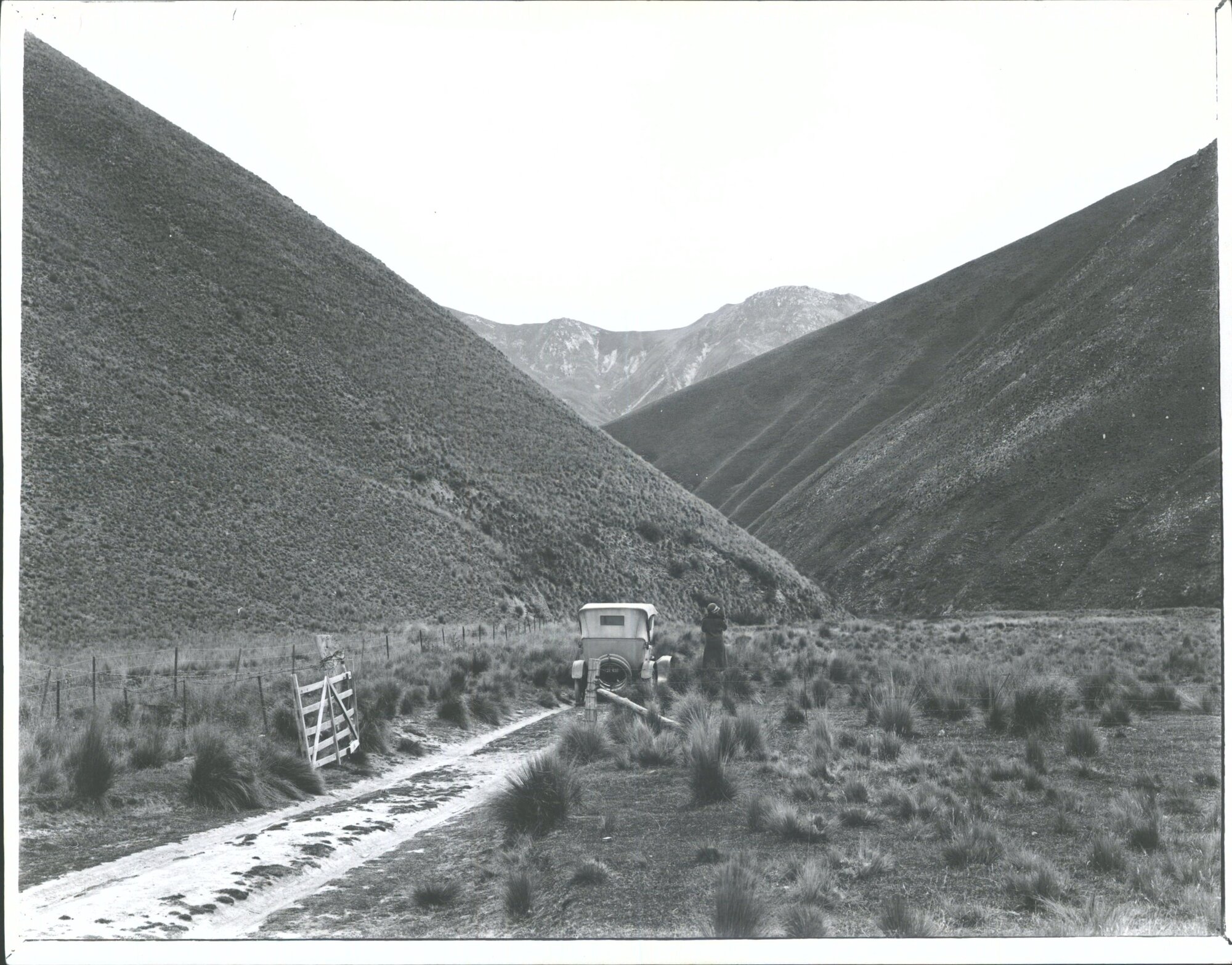 Tussock, Lindis Pass