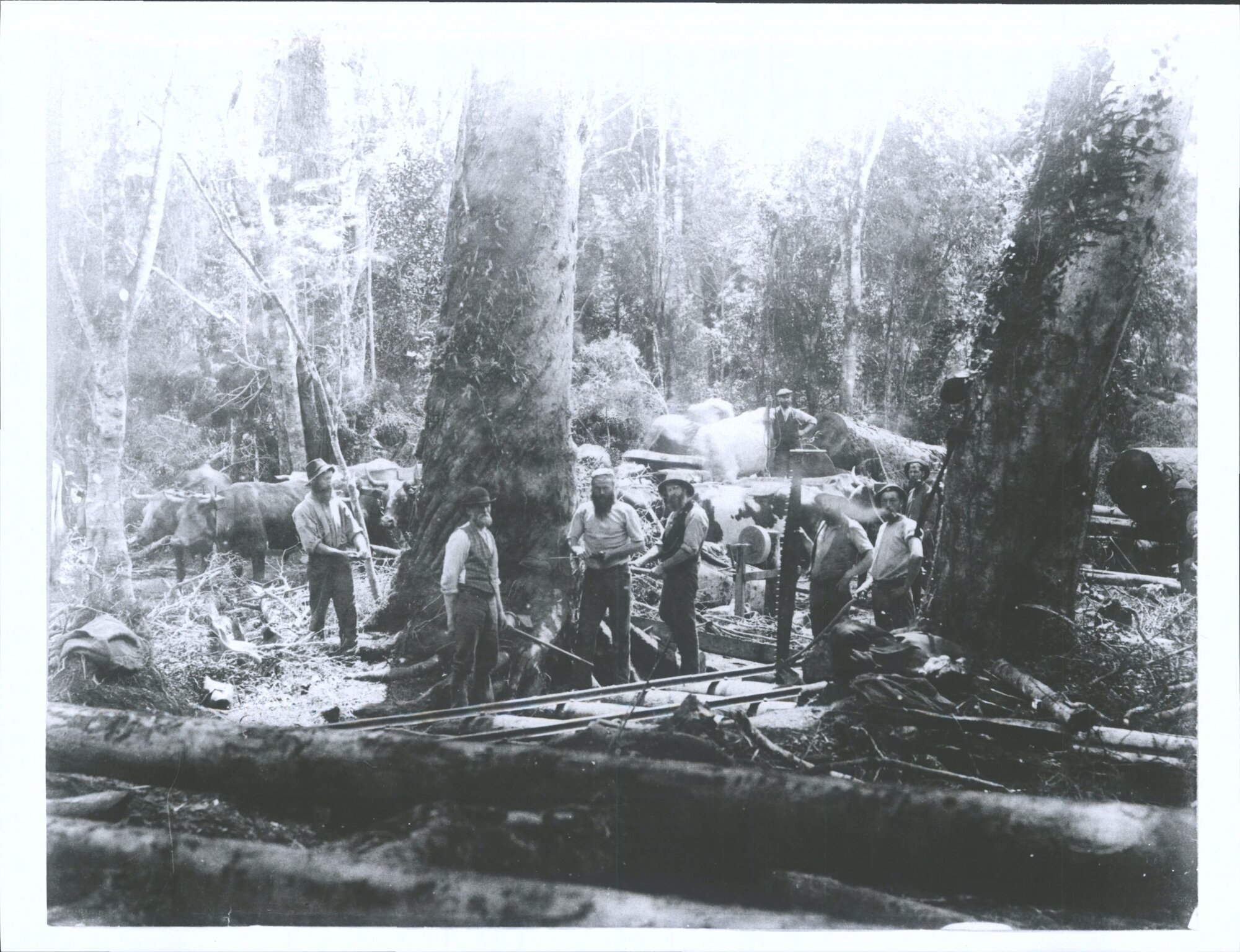 Cutting down Rimu/red pine in Seaward Forest, Southland