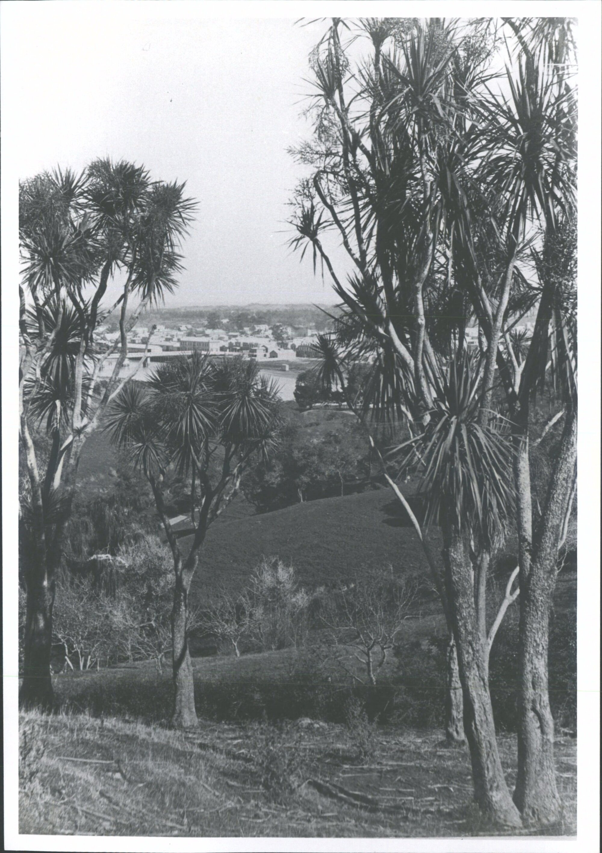 View of Wanganui through cabbage trees