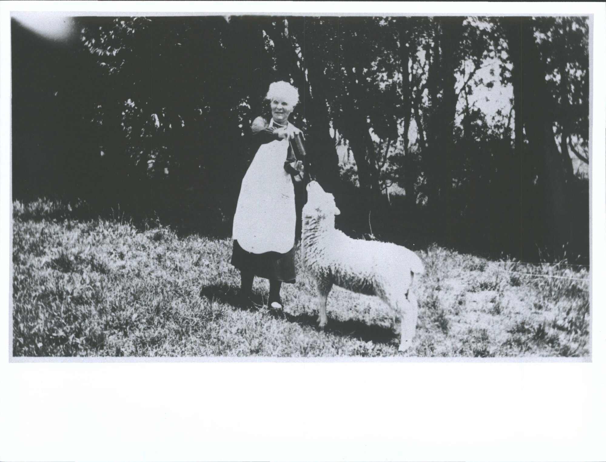 Unidentified woman feeding a sheep from a bottle