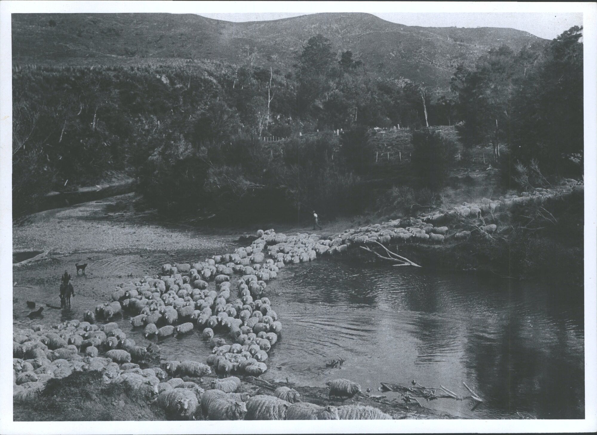 Sheep crossing river at Waipare Station