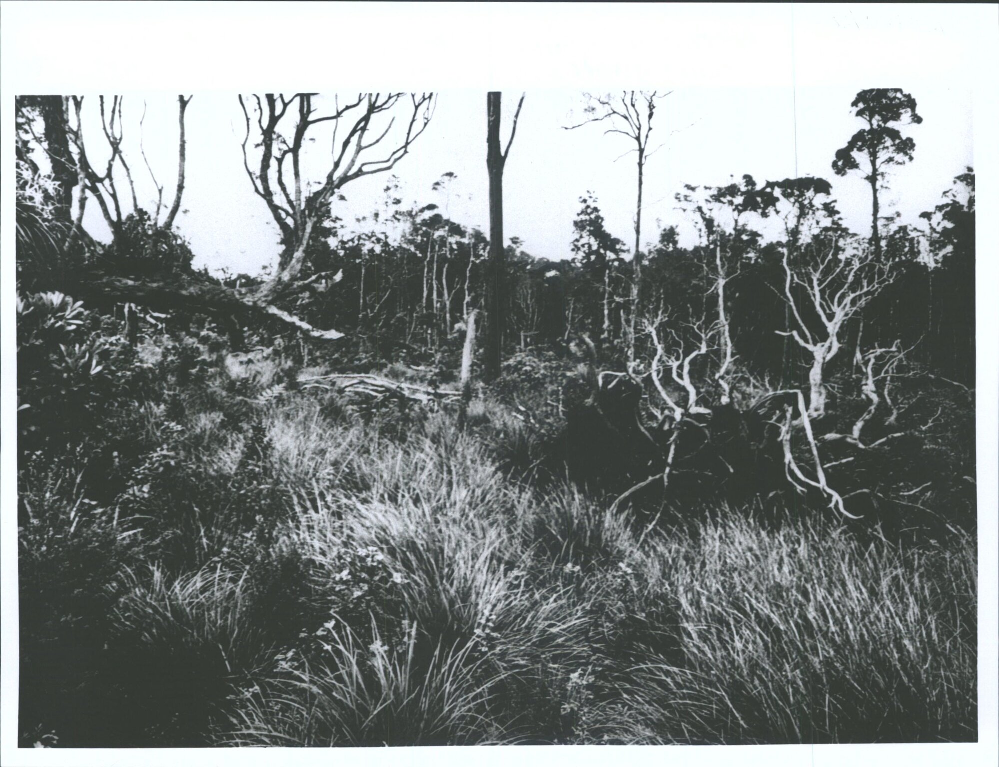 On the Warawara Plateau today