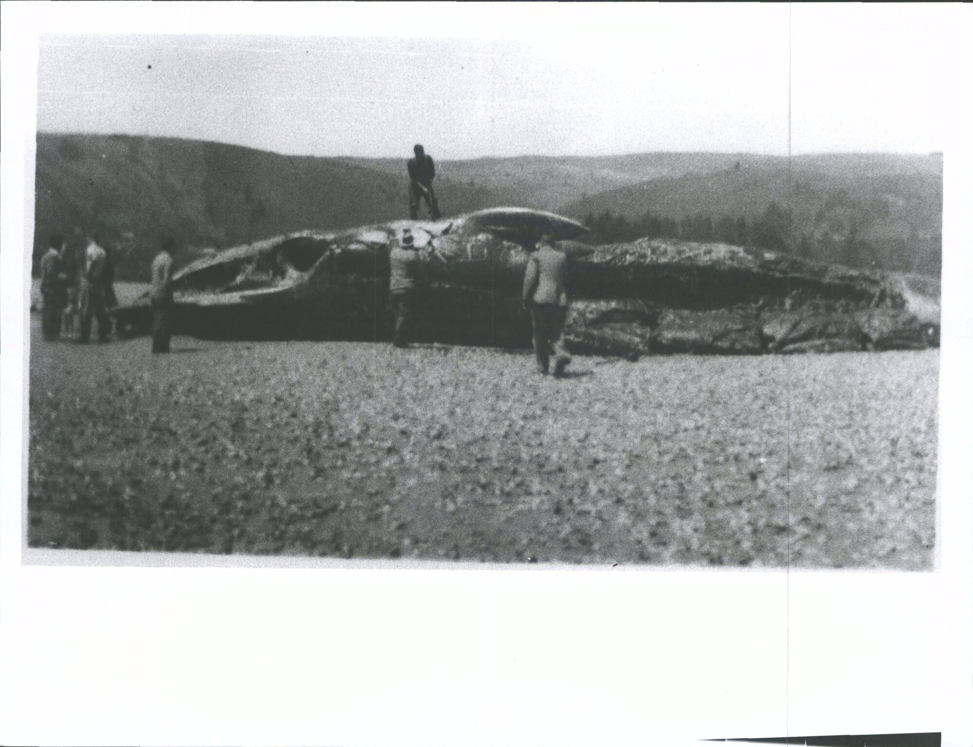 Stranded whale carcass being cut up