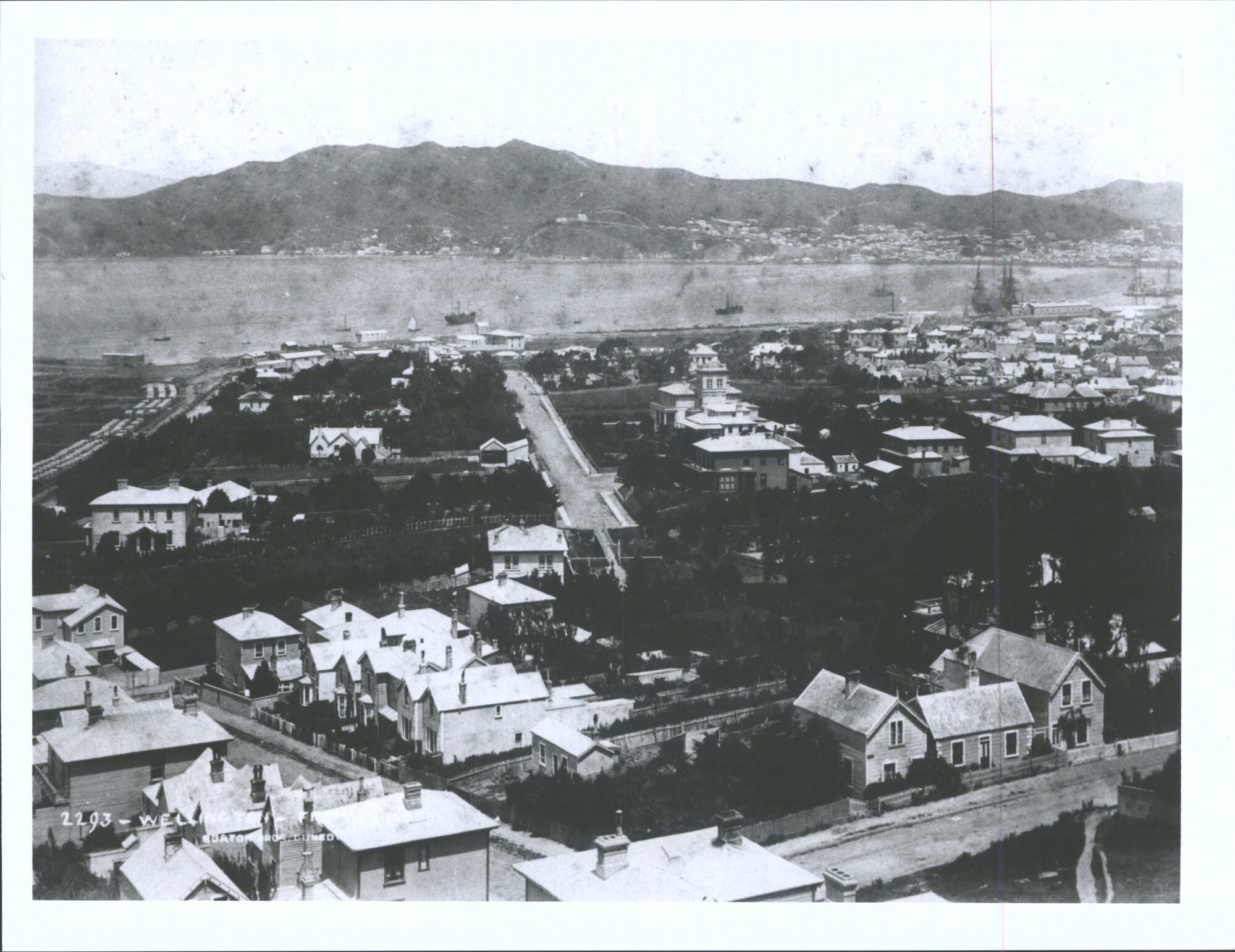 Wellington from Rhodes Hill