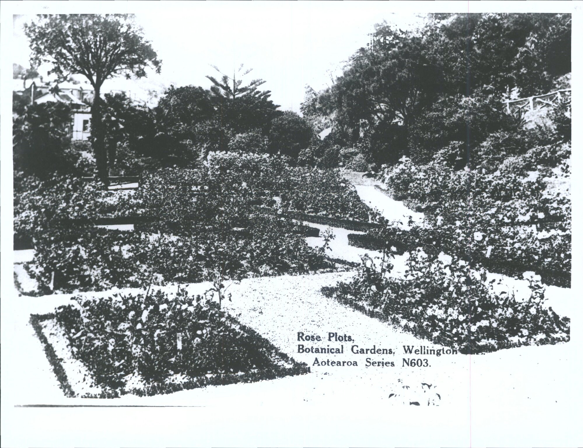 Rose Plots, Botanical Gardens, Wellington, N.Z.