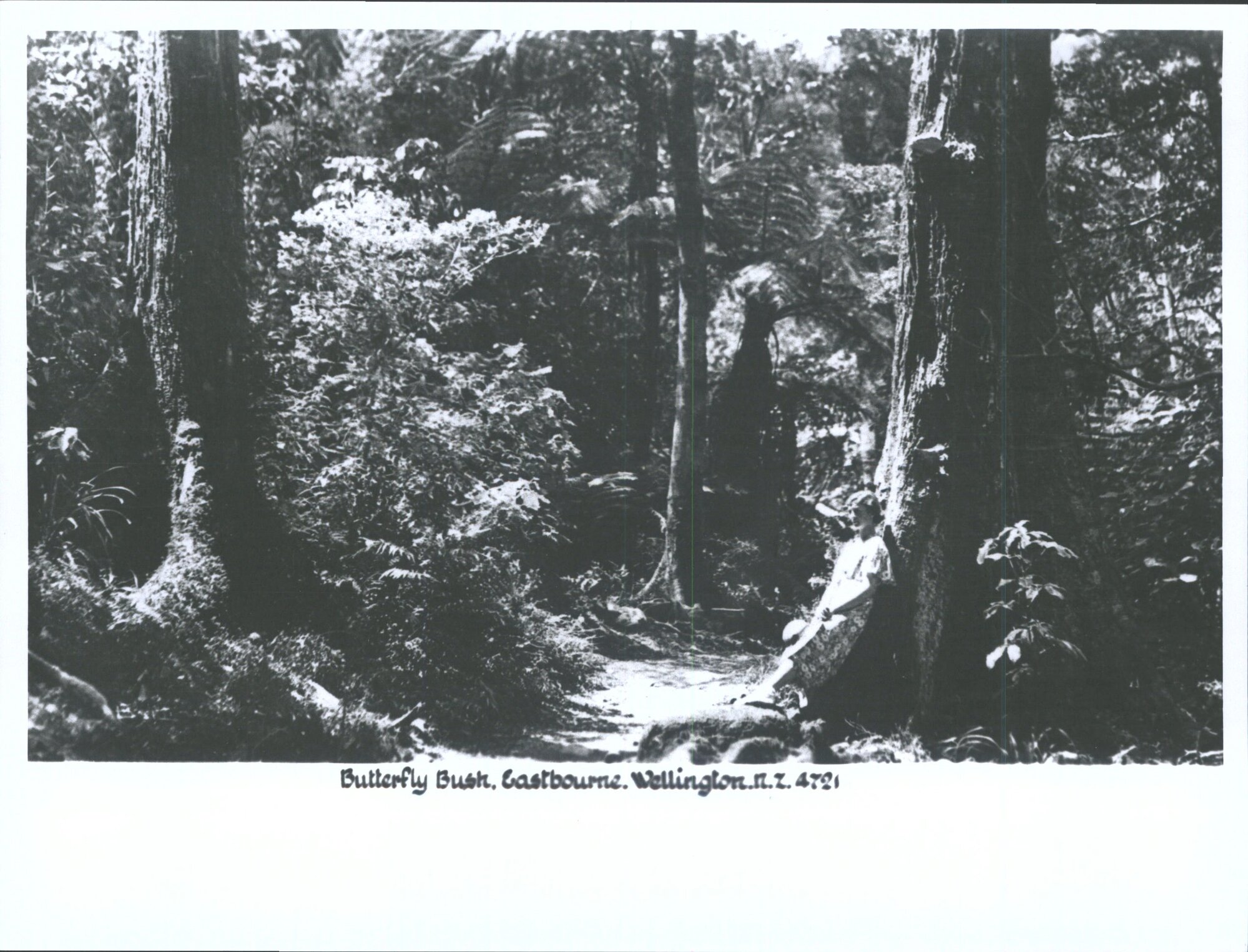 Butterfly Bush, Eastbourne, Wellington, N.Z.