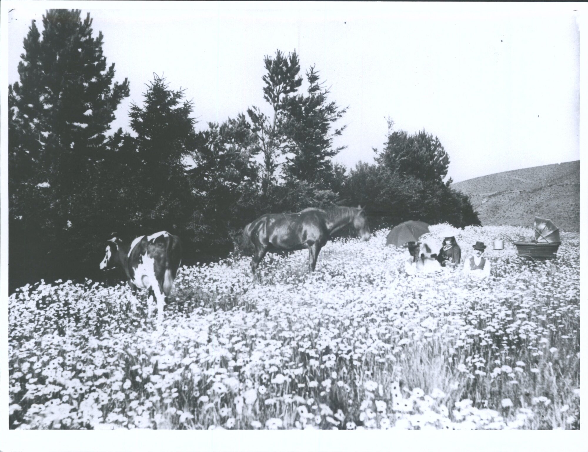 Picnic in the daisies behind the cemetery